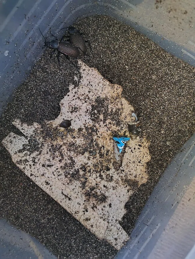 カブリモドキの飼育について（エリスを中心に）｜おさこじき
