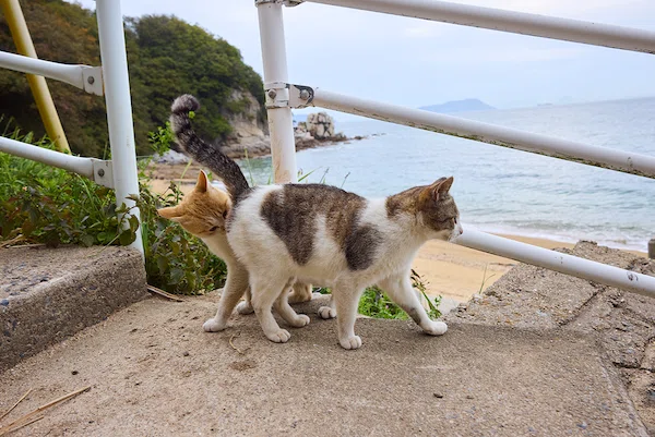 猫山 日本猫島探訪―岡山県・六島の猫たち―｜ヤマト運輸公式note