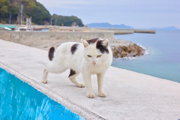 日本猫島探訪―岡山県・六島の猫たち―｜ヤマト運輸公式note