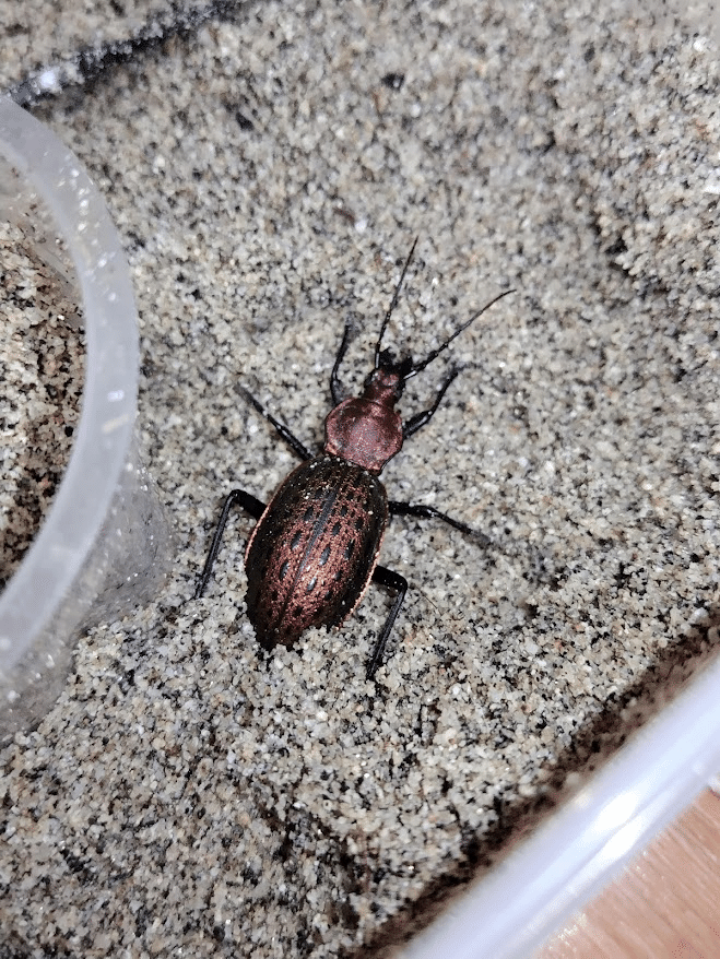 カブリモドキの飼育について（エリスを中心に）｜おさこじき