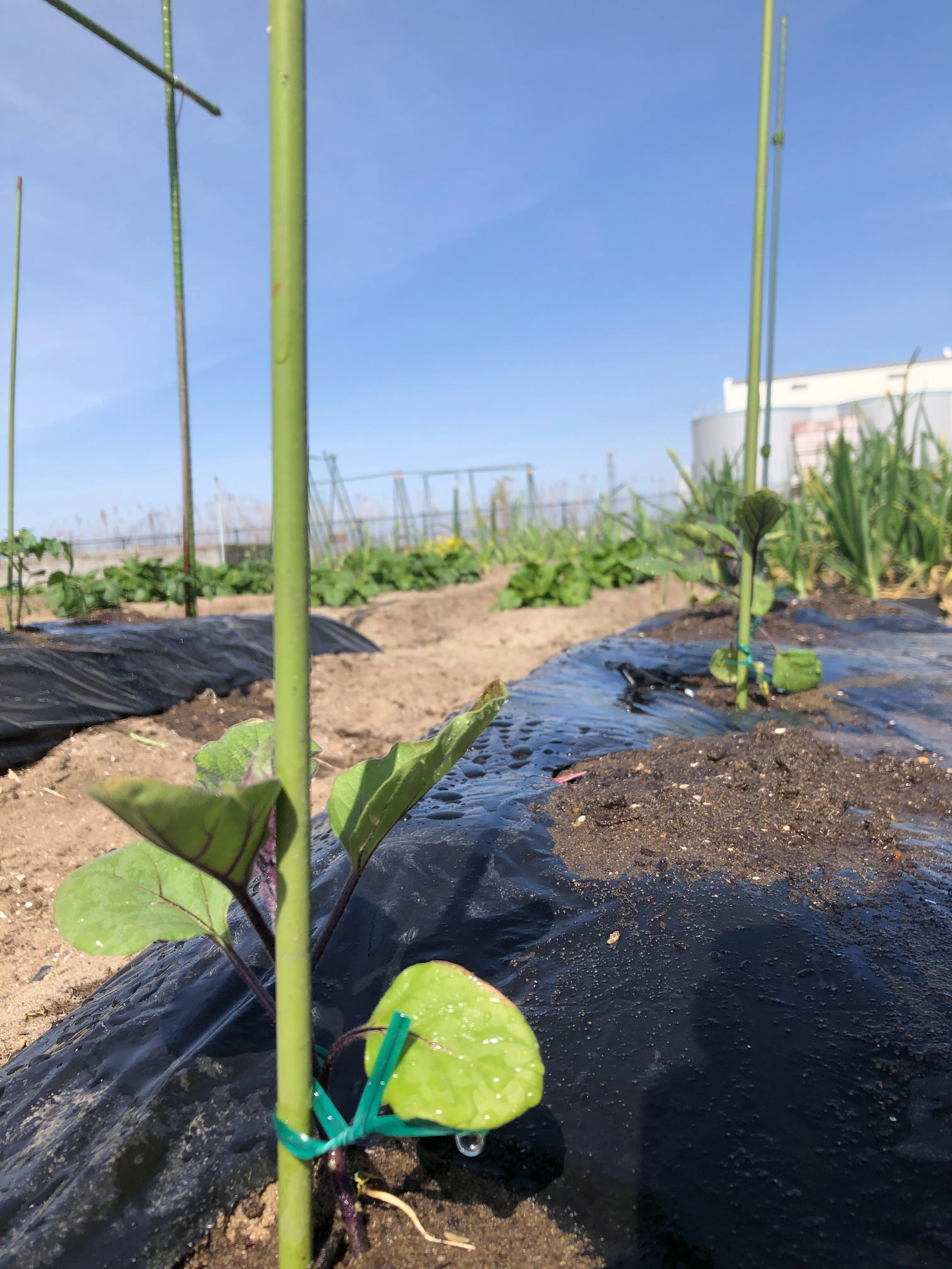 家庭菜園:植えた苗に水をかけなくては|もう6時 家庭菜園:植えた苗に水をかけなくては|もう6時