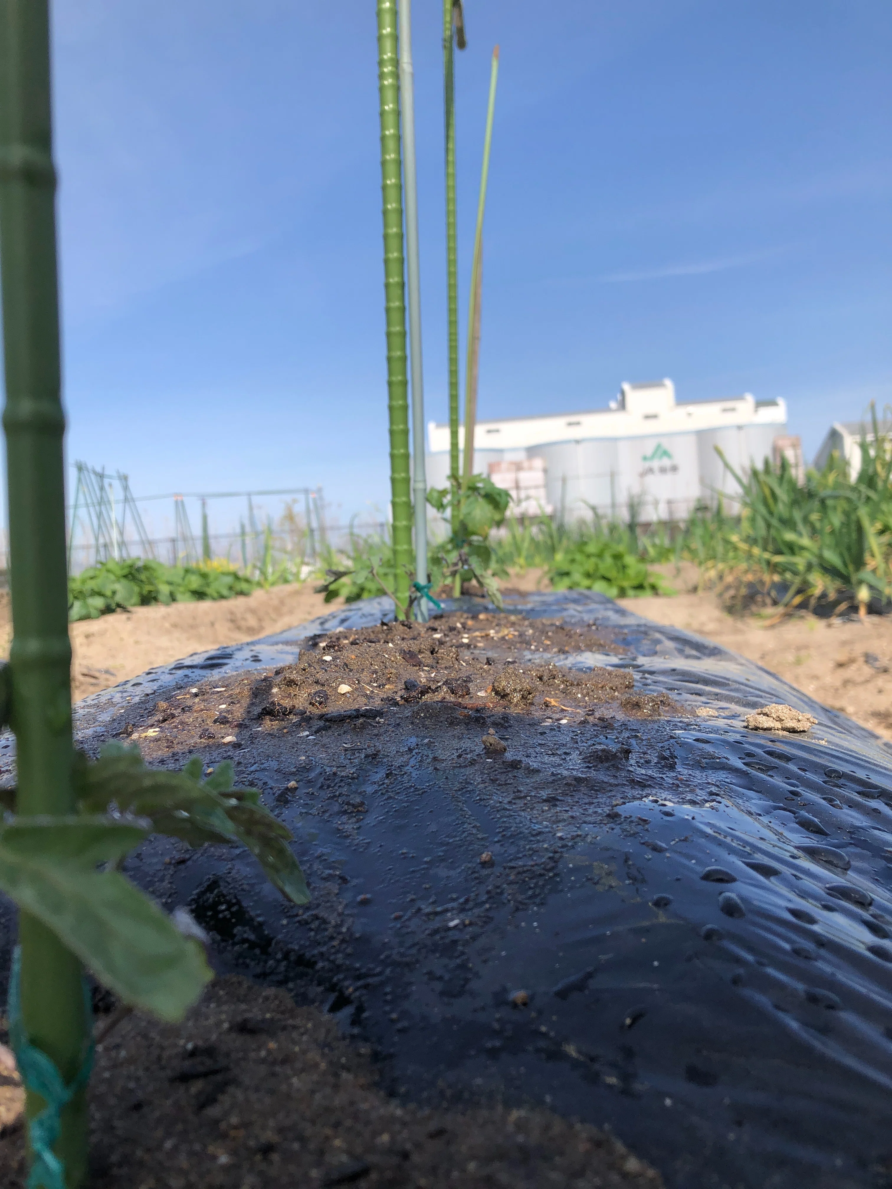 家庭菜園：植えた苗に水をかけなくては｜もう6時