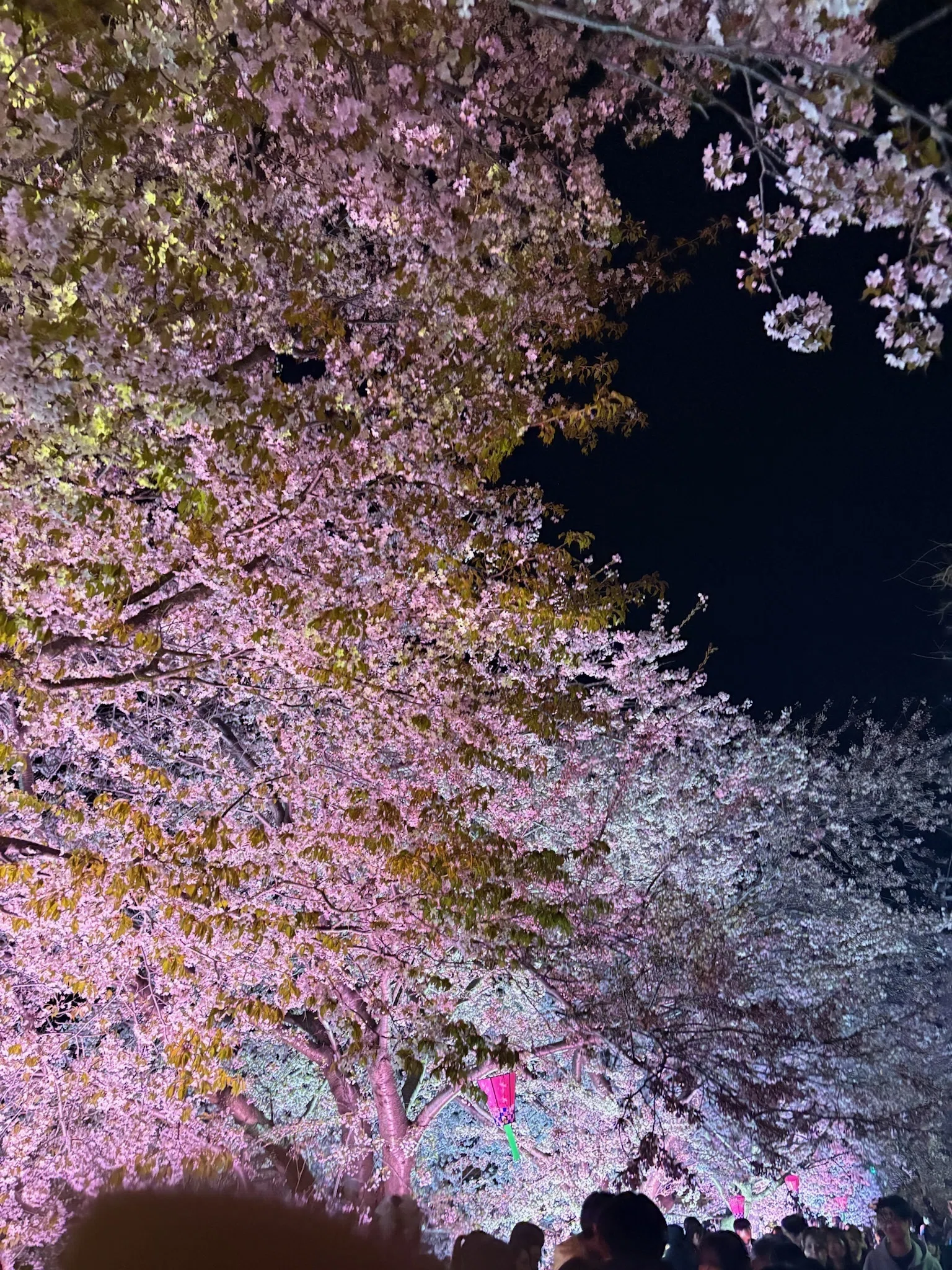 北海道さっぽろ観光案内所：桜だより 新川通さくら並木『新川夜ざくら