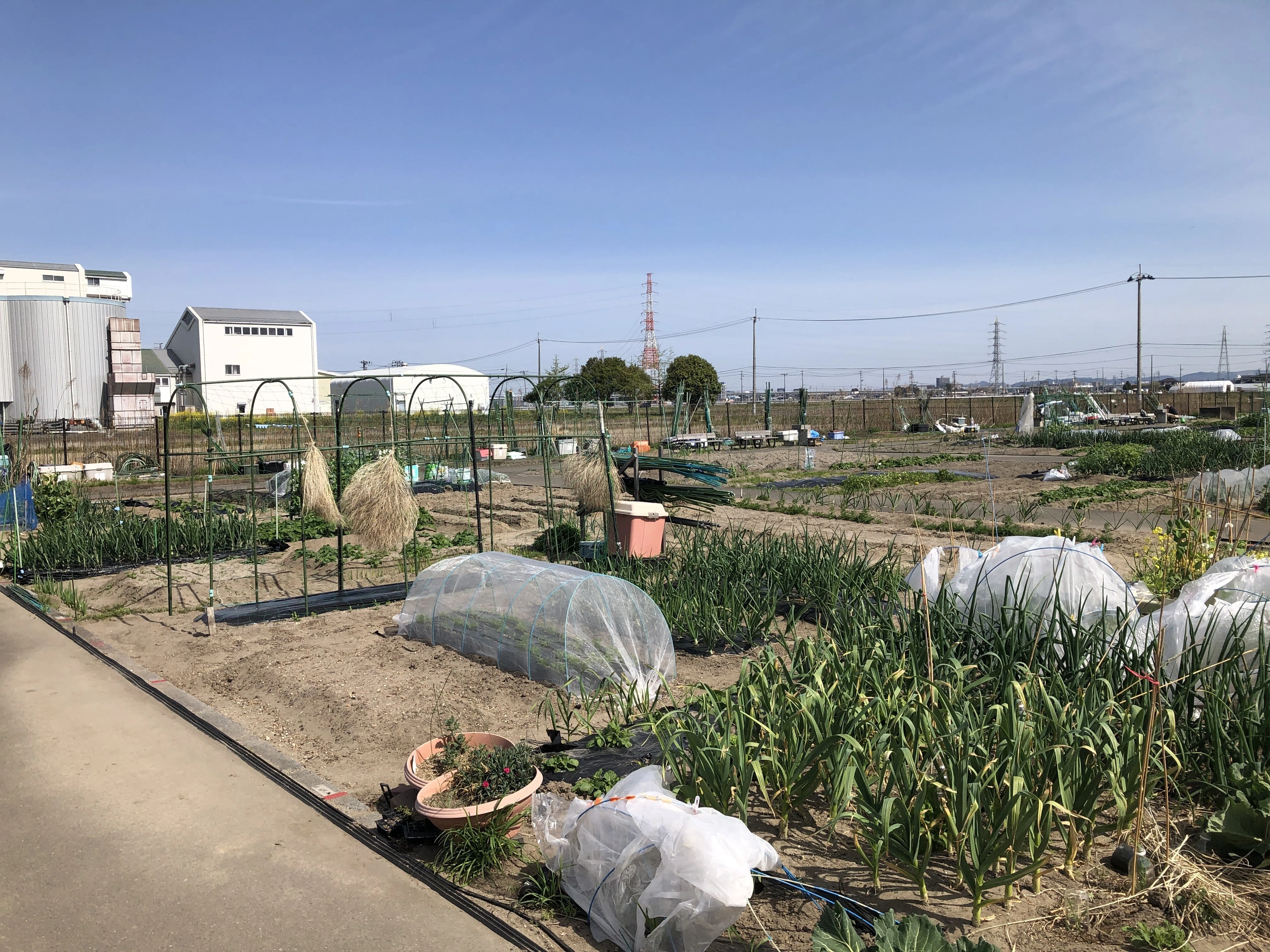 家庭菜園：植えた苗に水をかけなくては｜もう6時