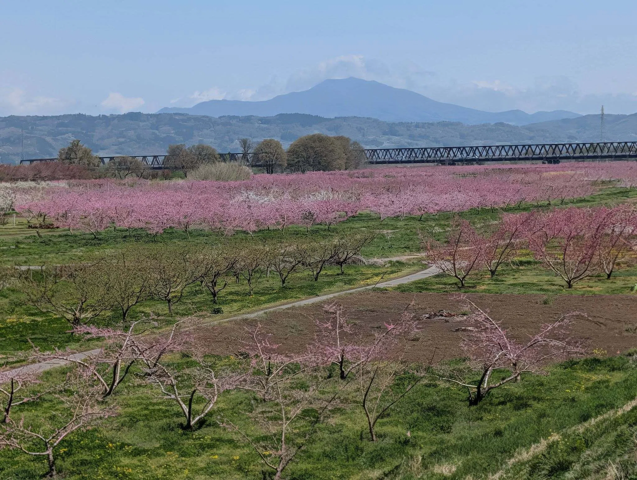逆境を乗り越え、未来を紡ぐ「ワッサー」〜須坂市発、奇跡のフルーツに