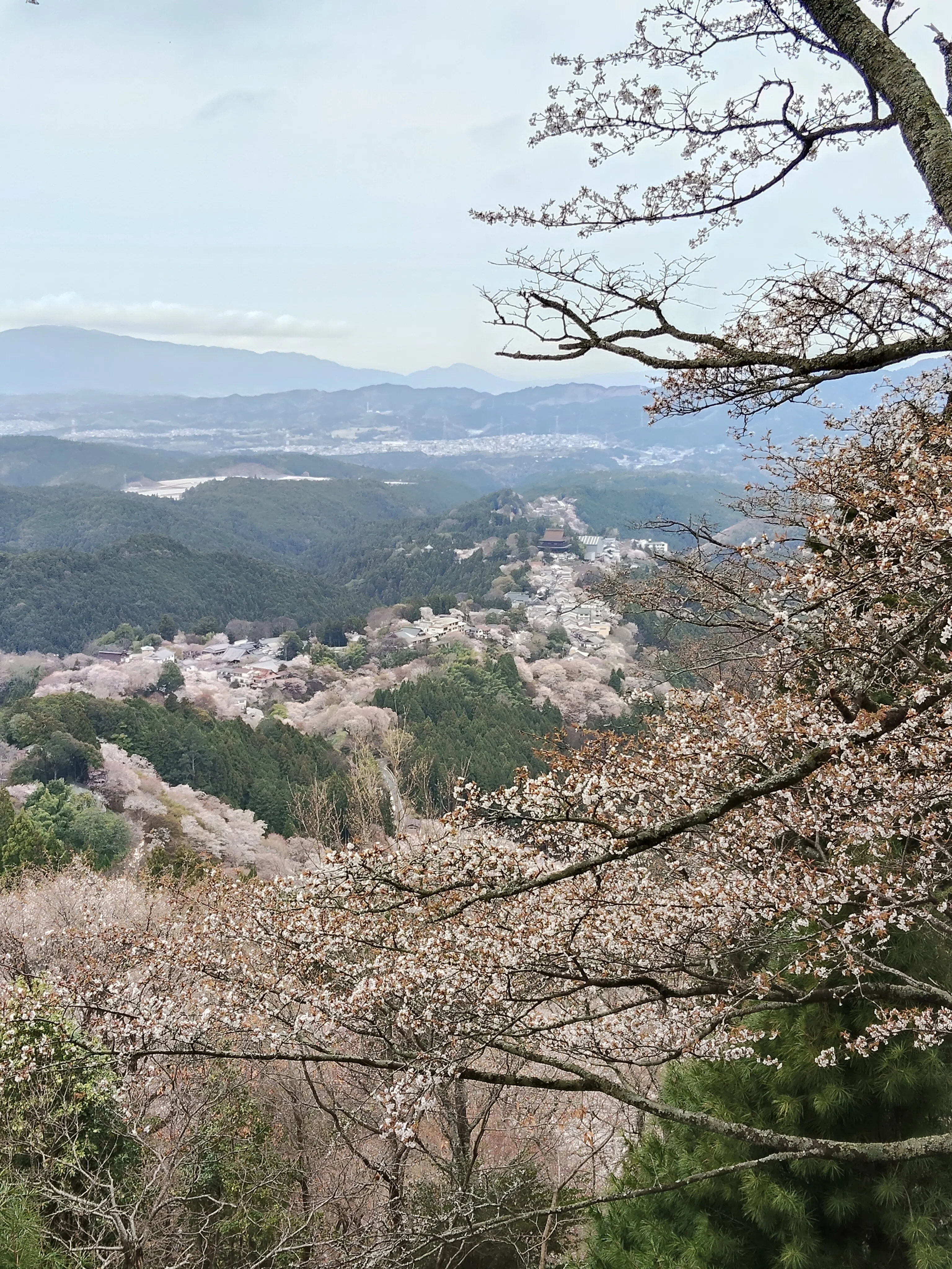 関西の低山で出会う、桜、ミツマタ、銀龍草。花は美しく、人生は儚い