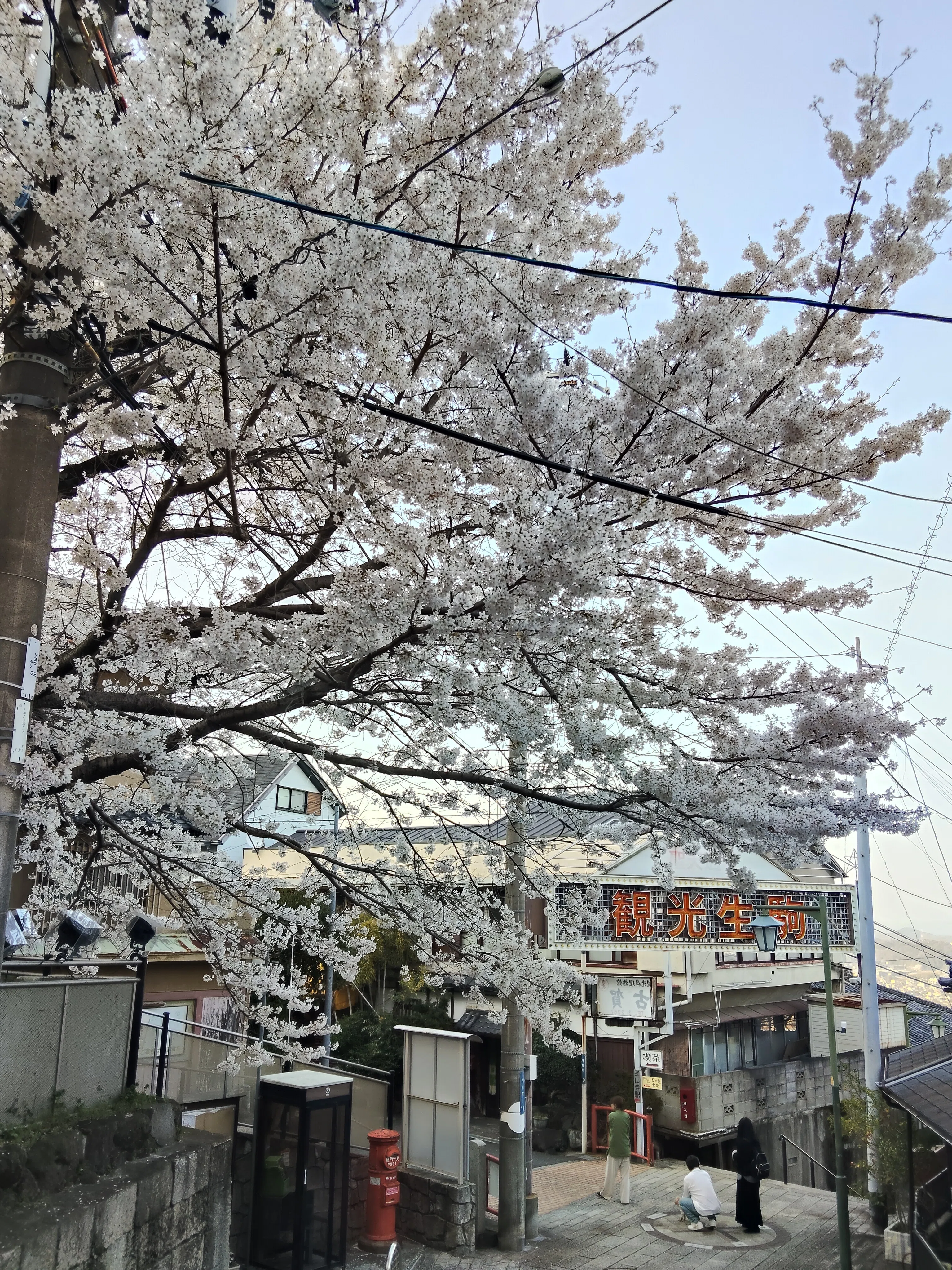 関西の低山で出会う、桜、ミツマタ、銀龍草。花は美しく、人生は儚い