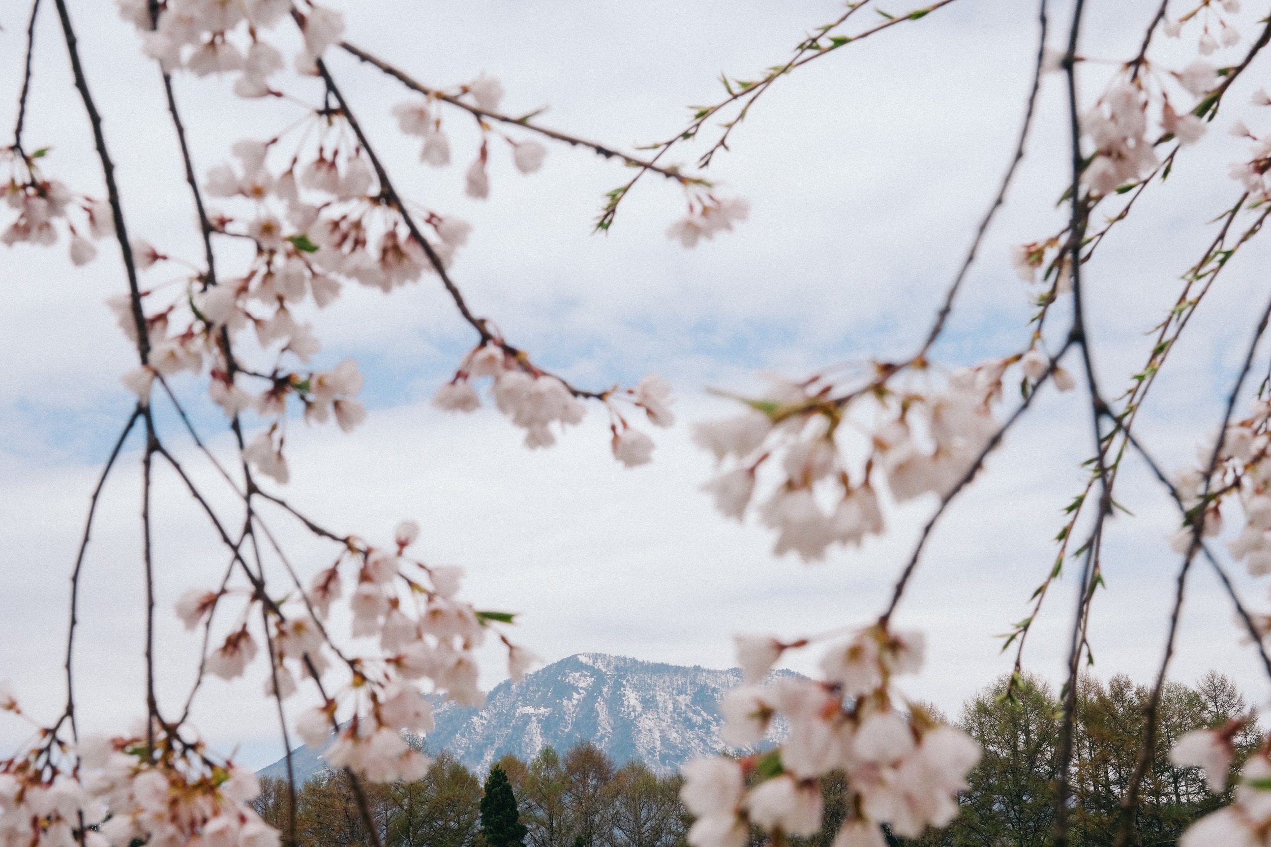 信濃町の桜：2026年4月18日｜FUJIFILM X-H1｜観音クリエイション