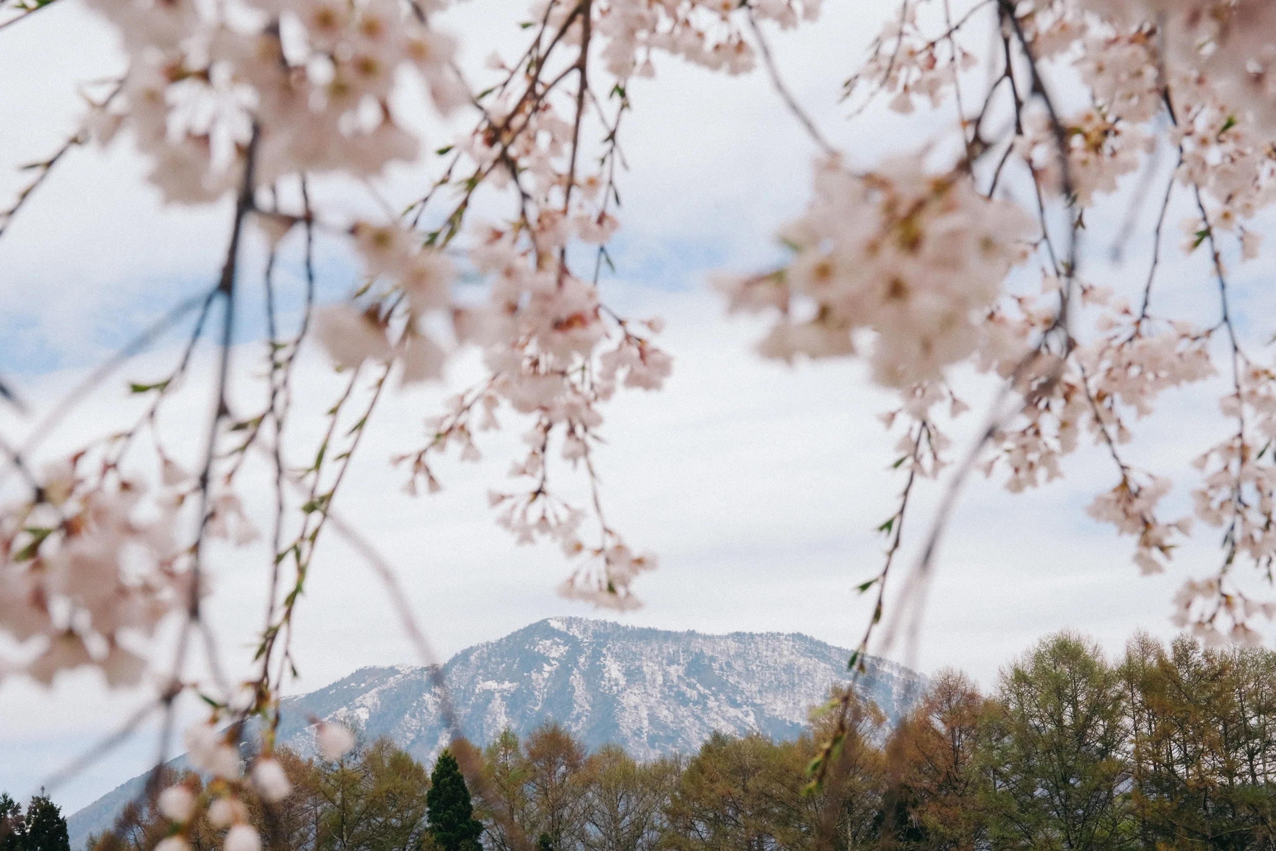 信濃町の桜：2026年4月18日｜FUJIFILM X-H1｜観音クリエイション