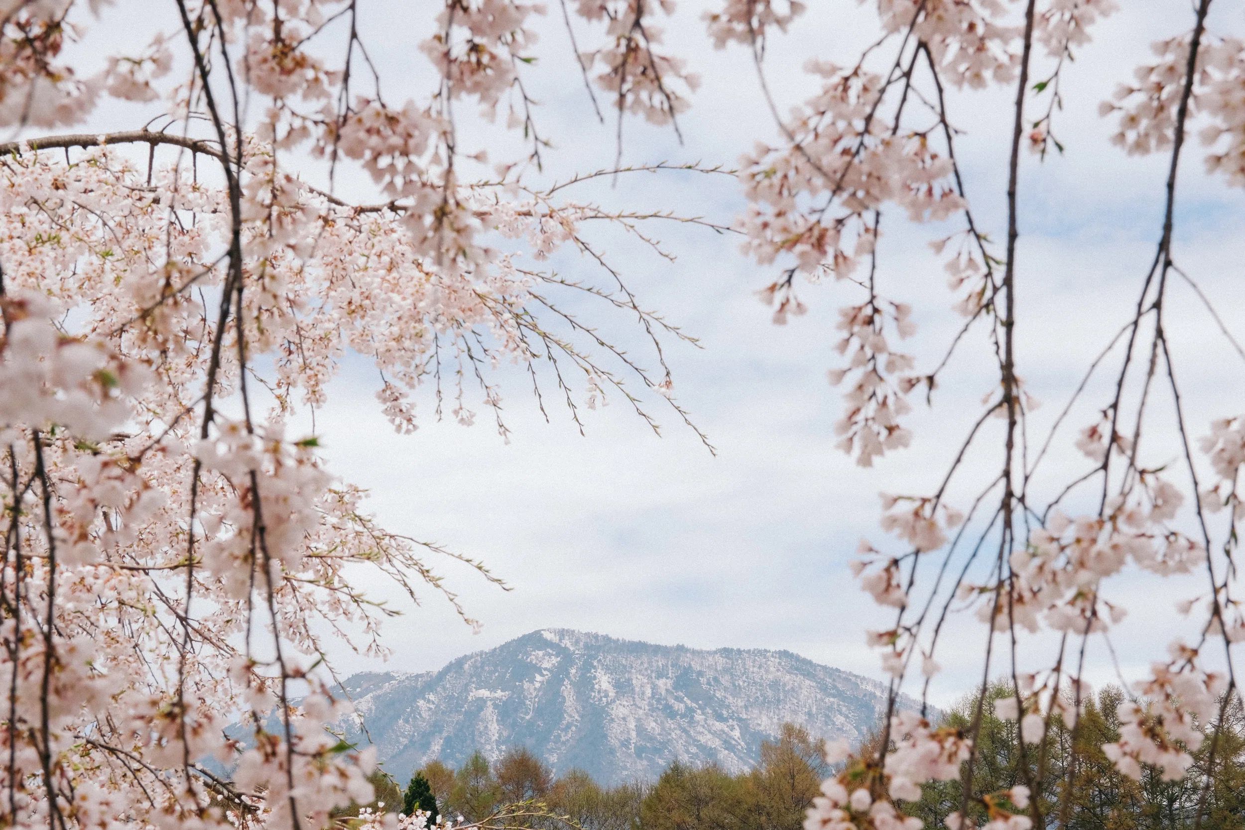 信濃町の桜：2026年4月18日｜FUJIFILM X-H1｜観音クリエイション