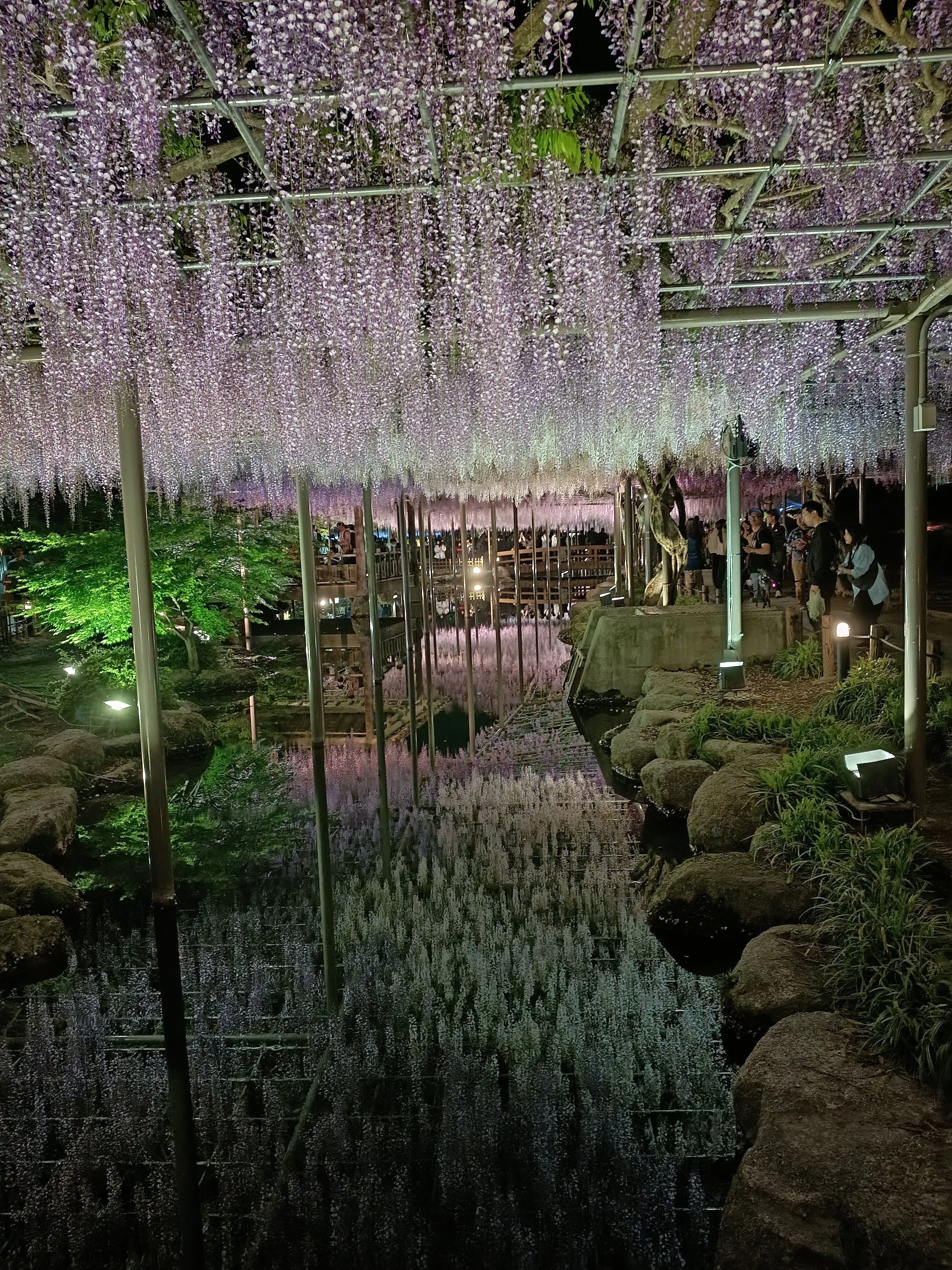 津島天王川公園「藤まつり」に行ってきました｜ADPUB