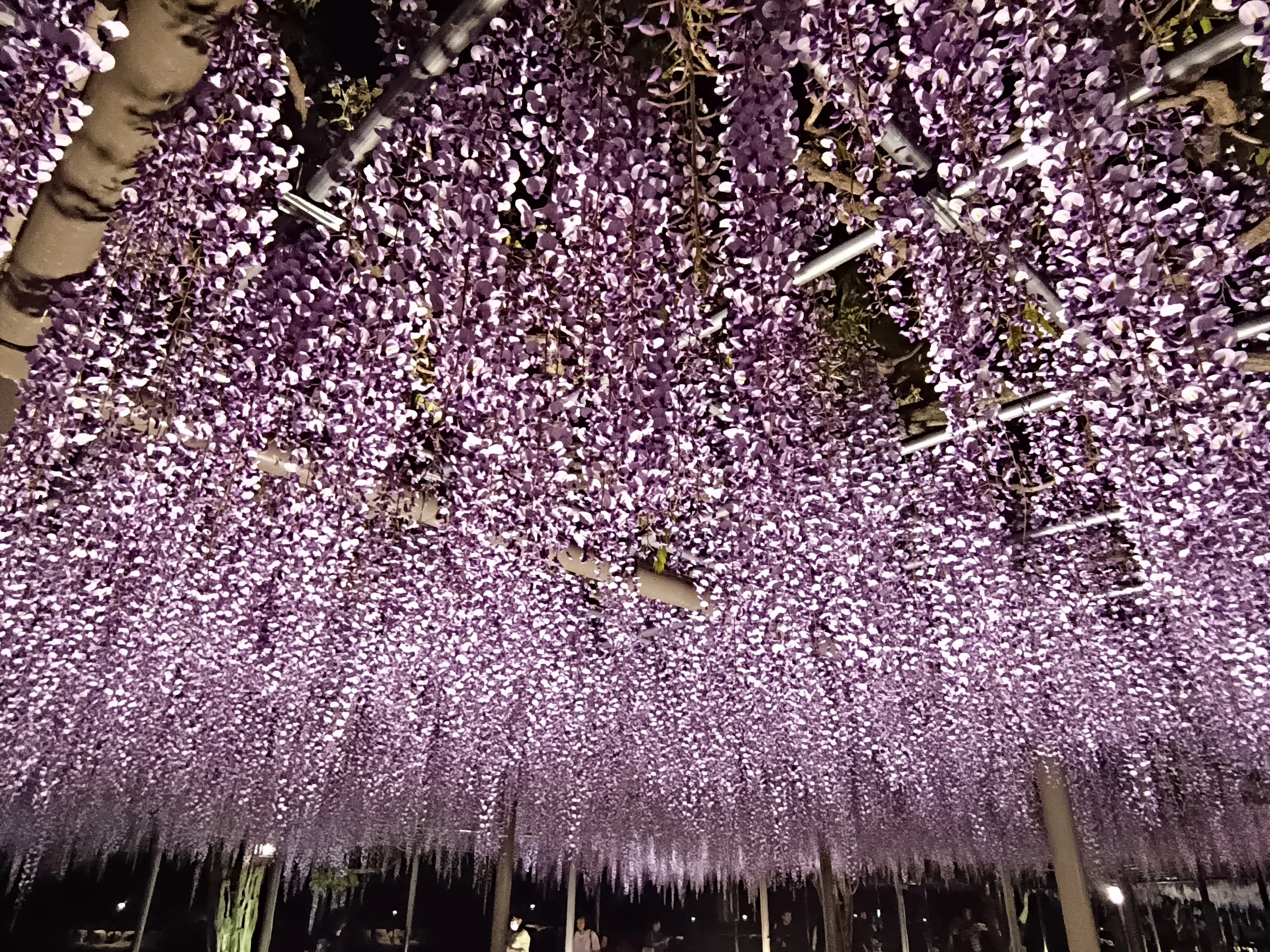 津島天王川公園「藤まつり」に行ってきました｜ADPUB