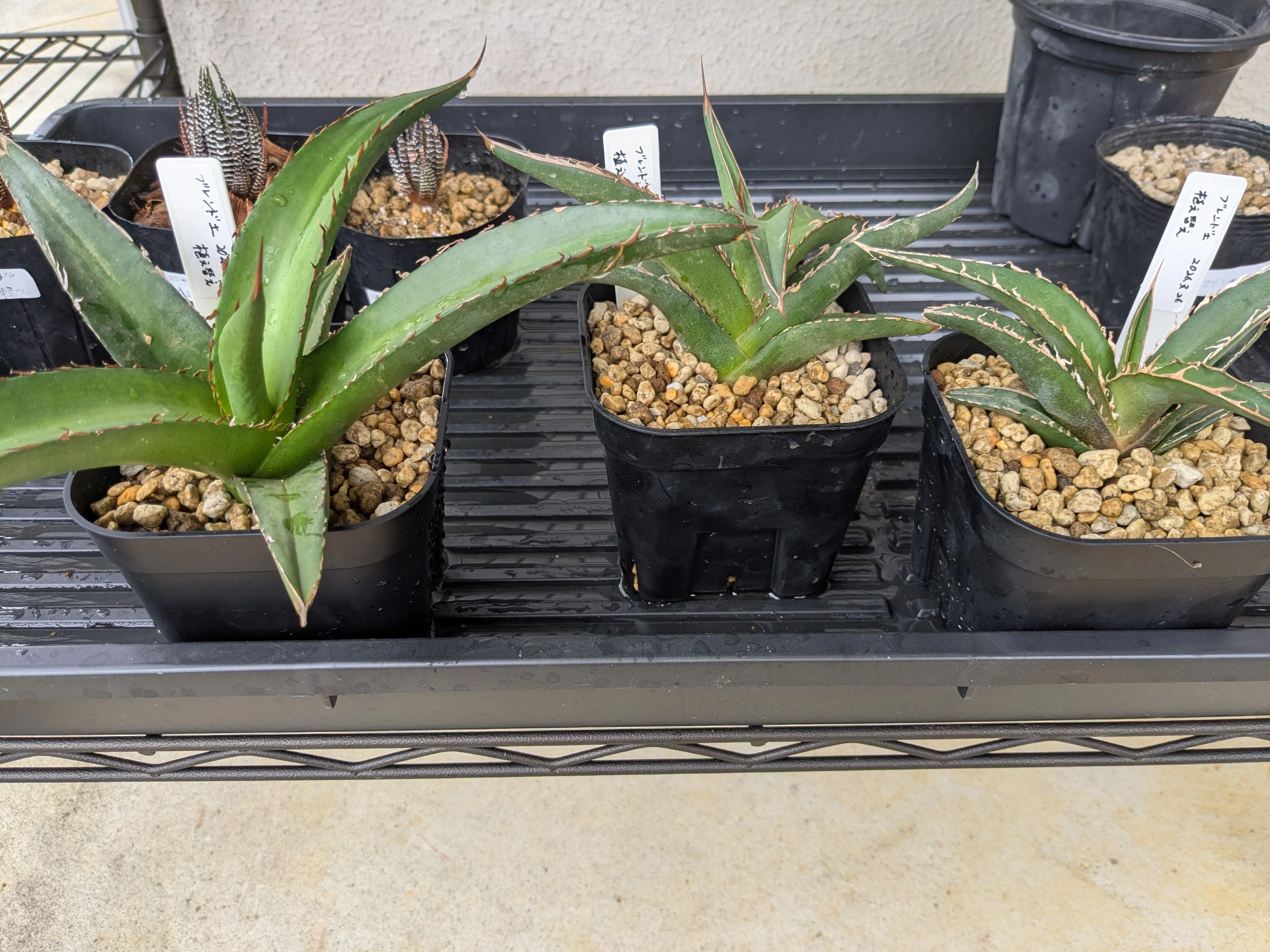 アガベのリカバリー】ストレスブロック リキダスでエールを注ぐ。植え