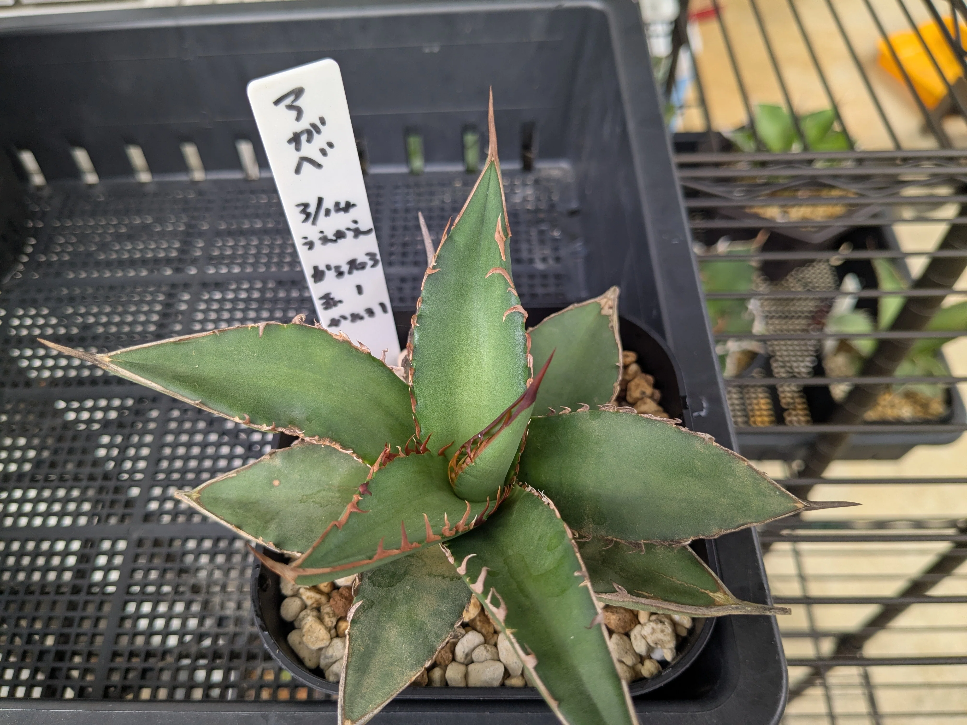 アガベのリカバリー】ストレスブロック リキダスでエールを注ぐ。植え