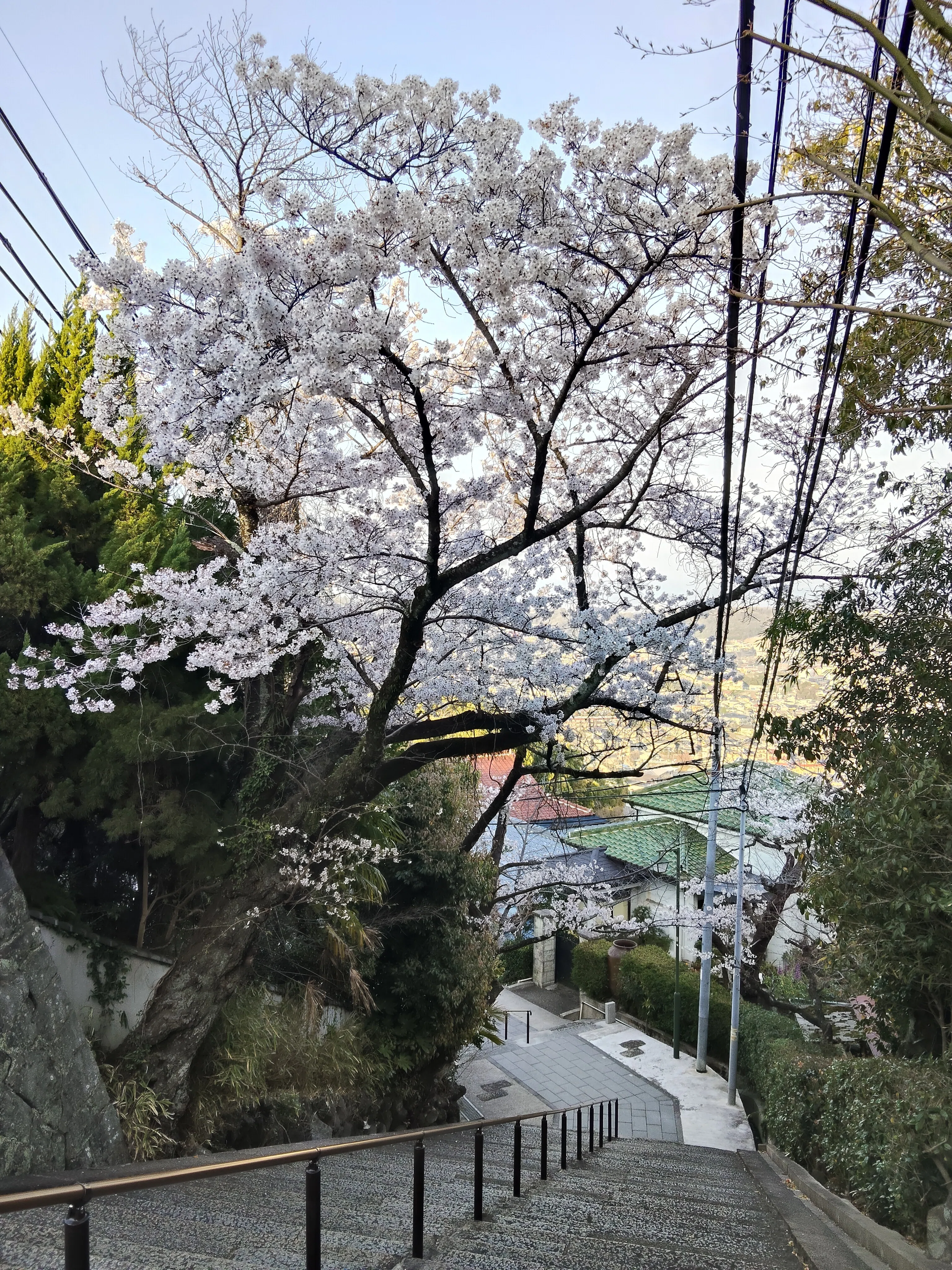 関西の低山で出会う、桜、ミツマタ、銀龍草。花は美しく、人生は儚い