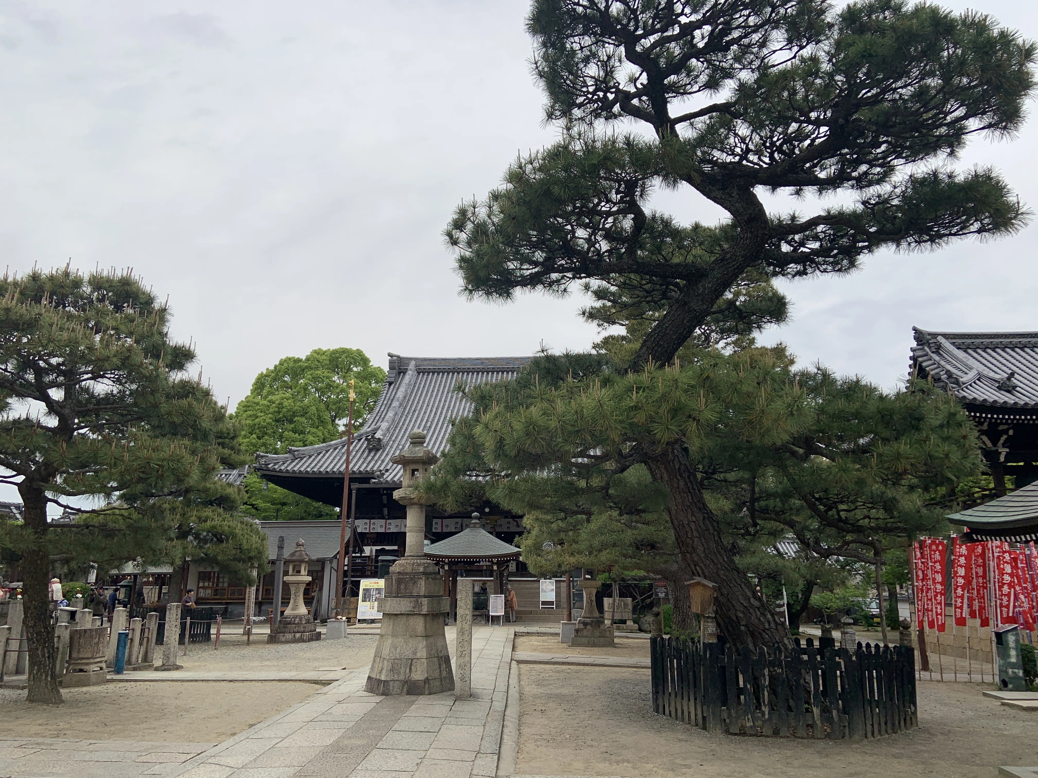 大阪府藤井寺市「葛井寺」の藤の花を見てきました｜Yukitaka | 旅行と