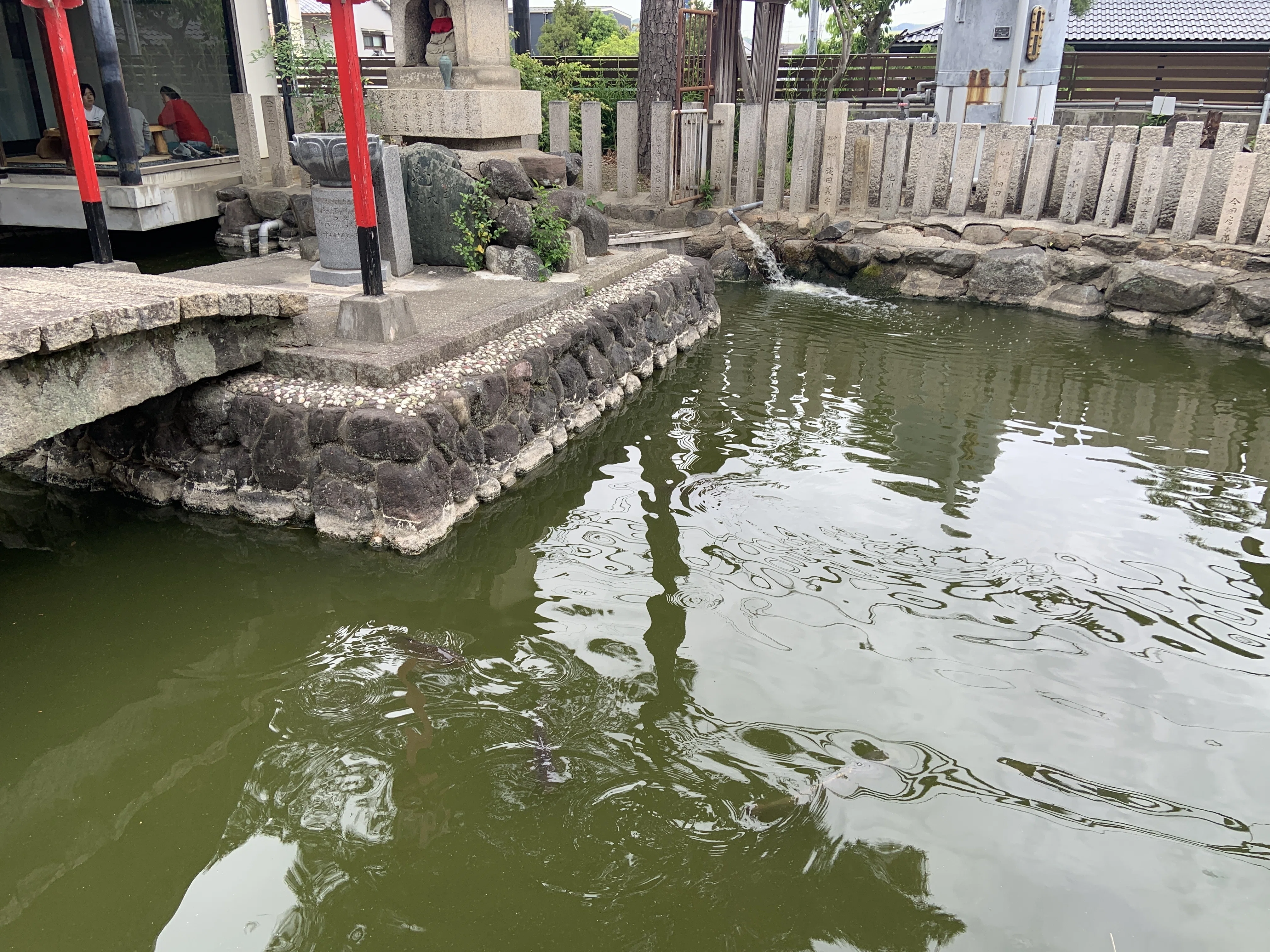大阪府藤井寺市「葛井寺」の藤の花を見てきました｜Yukitaka | 旅行と