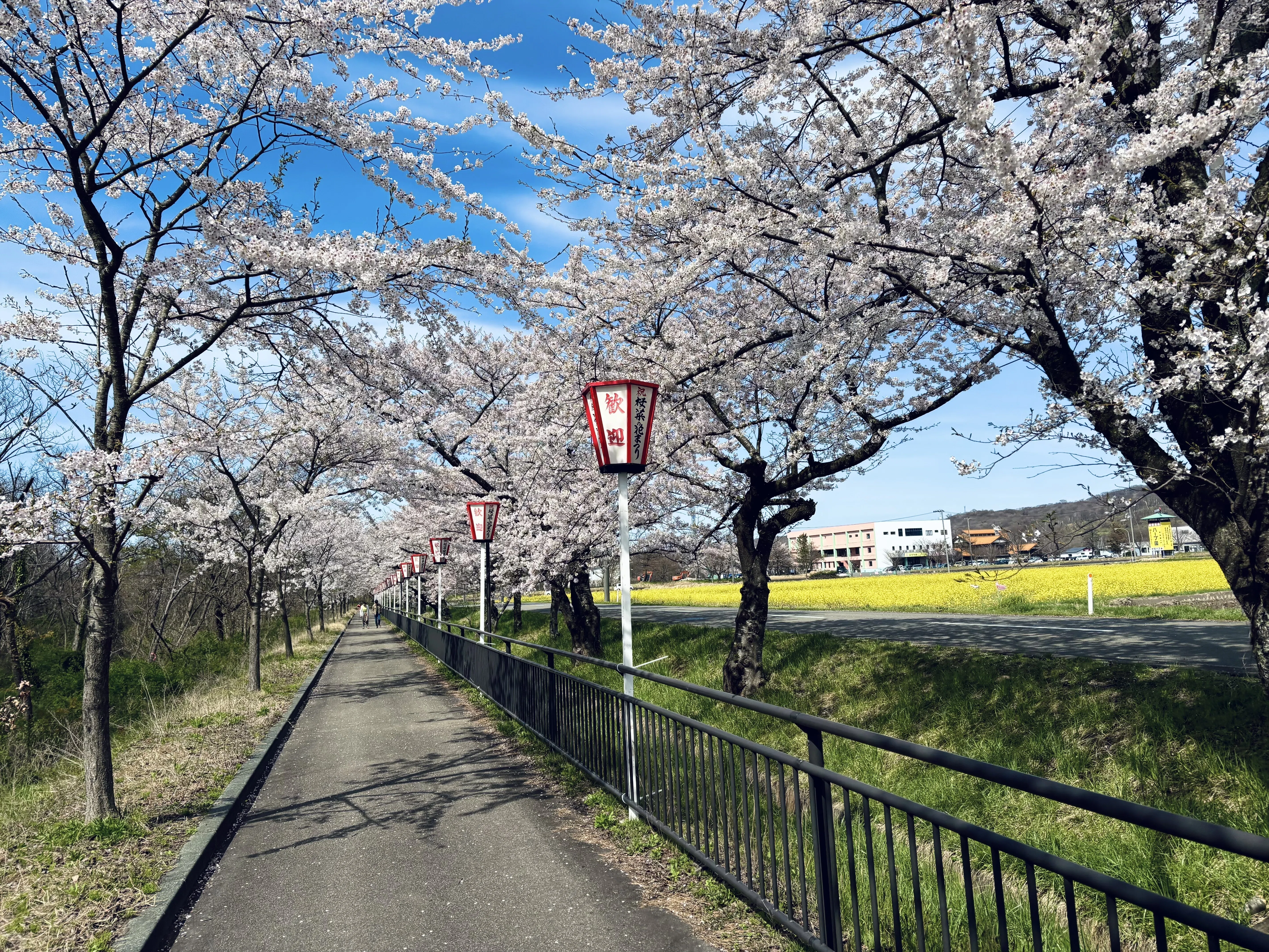 担当のお花見記録【秋田・2026年春】｜秋田銀行