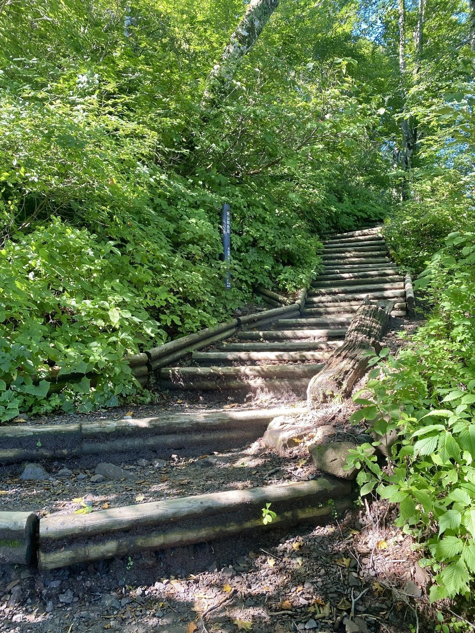 現品　繊細！ウバメガシ　特大苗　3mほど　山採り 百名山制覇やってる人、鳥取県大山を最後に残しがち？｜トマシバ