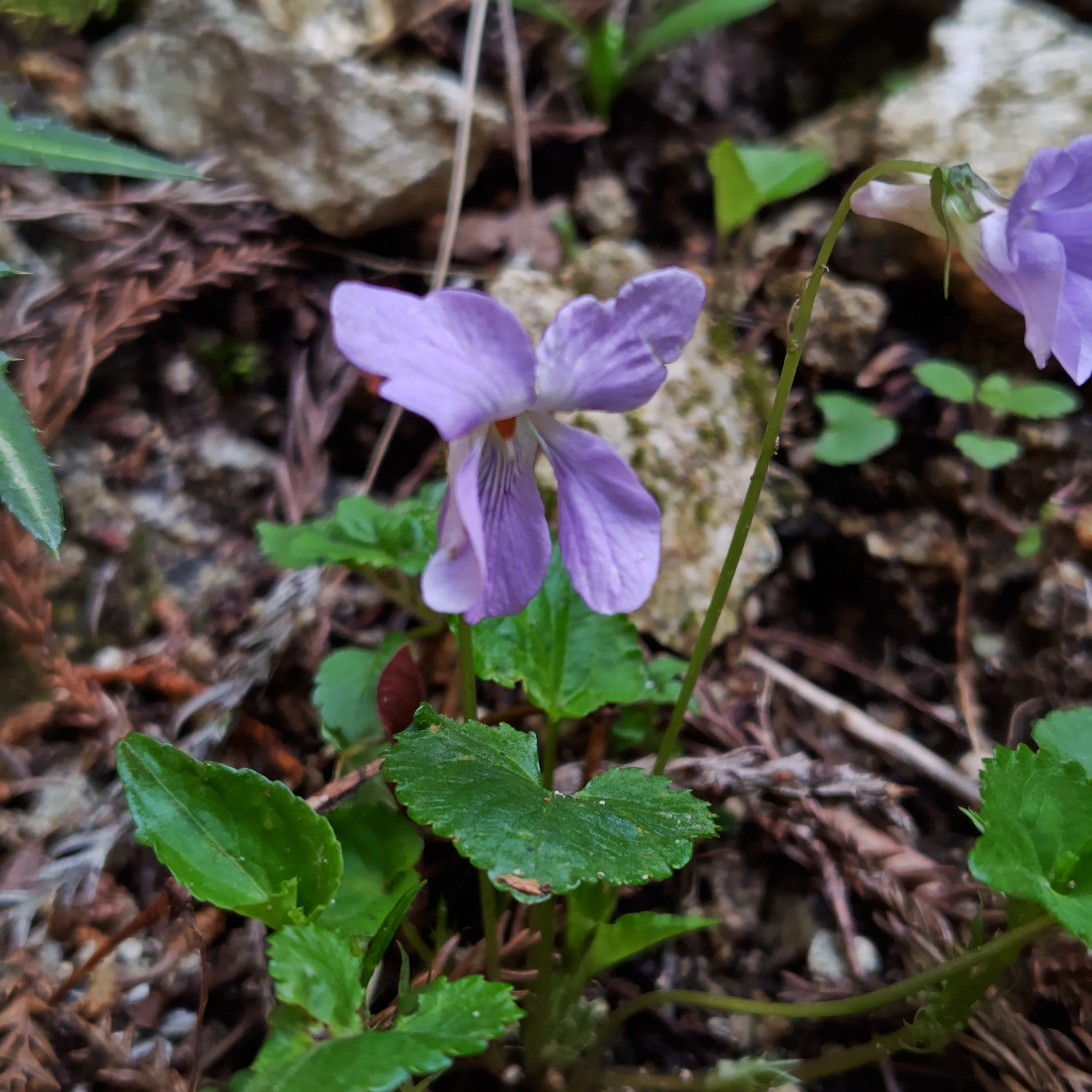 金剛山 登山】山頂の桜🌸ニリンソウ 春のお花を楽しむハイキング