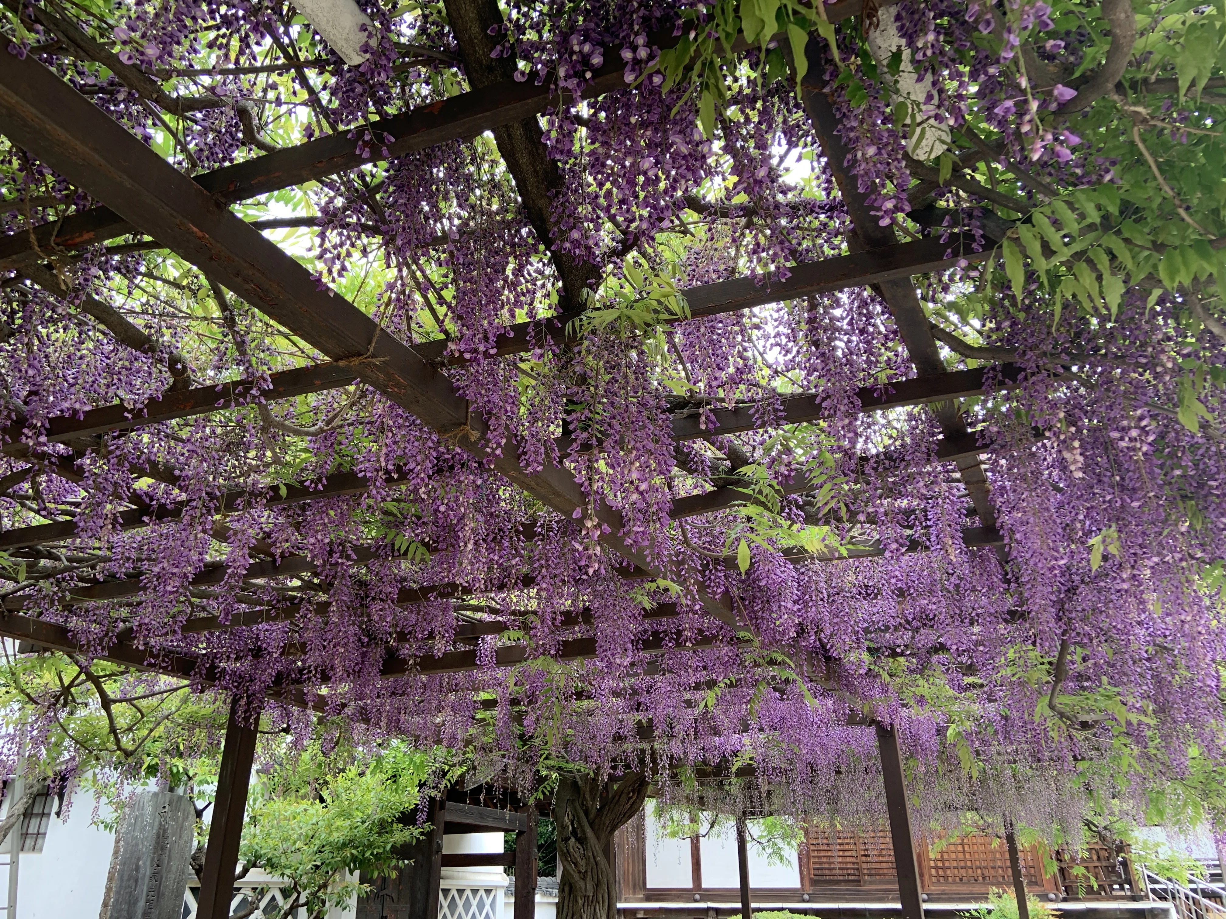 大阪府藤井寺市「葛井寺」の藤の花を見てきました｜Yukitaka | 旅行と