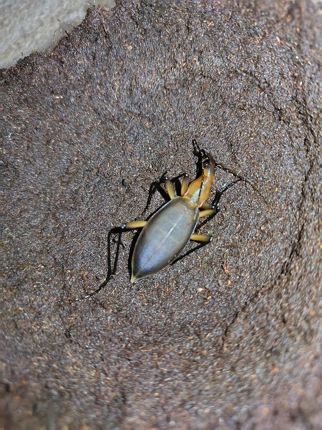 カブリモドキの飼育について（エリスを中心に）｜おさこじき