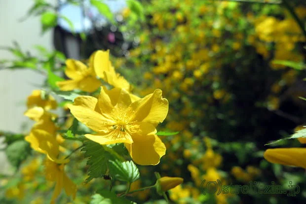 山吹咲く｜極楽鳥花植物園
