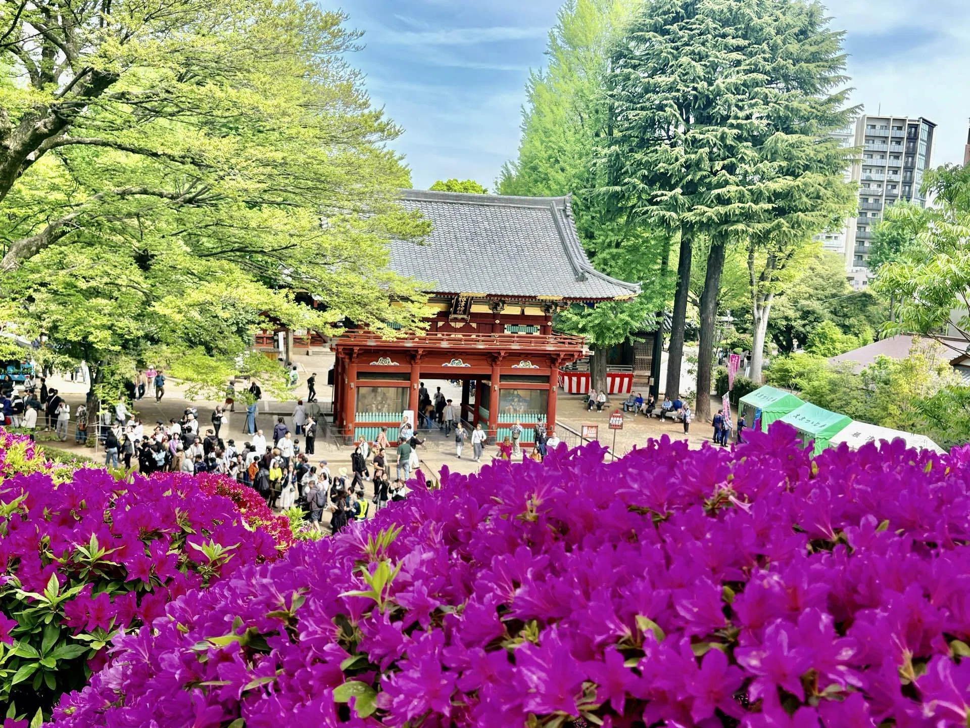 つつじまつりin根津神社＆谷中・千駄木さんぽ｜Yayoi Fujikura