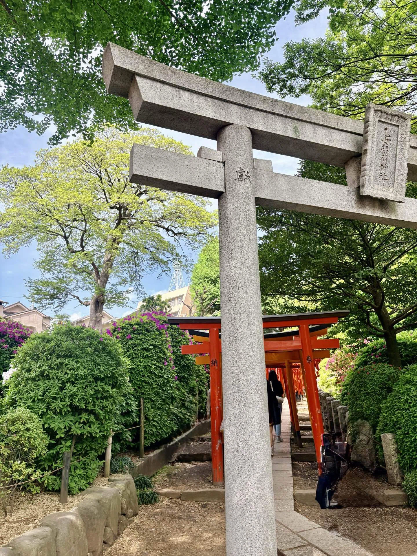 つつじまつりin根津神社＆谷中・千駄木さんぽ｜Yayoi Fujikura