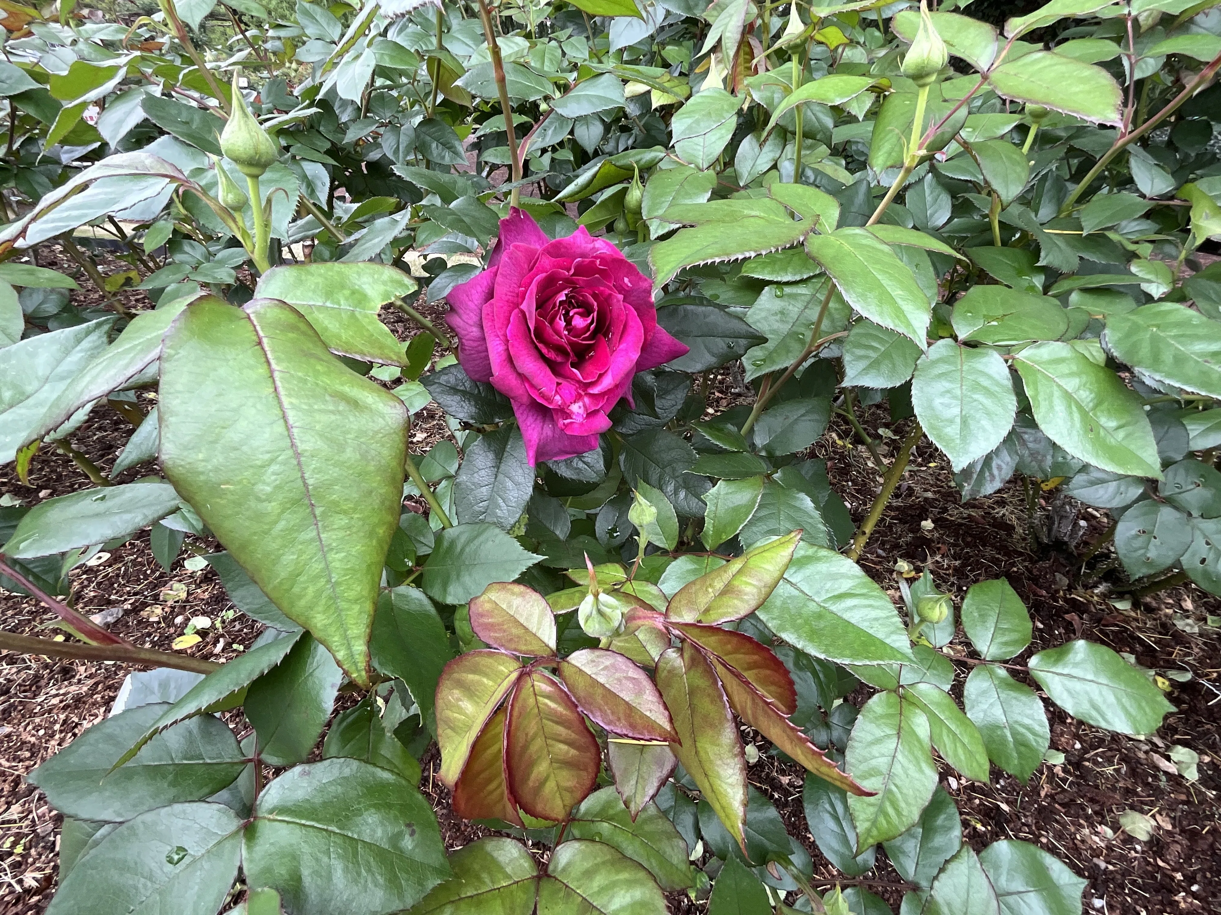 イントリーグの春一番花（京都府立植物園）：2026年4月21日（火