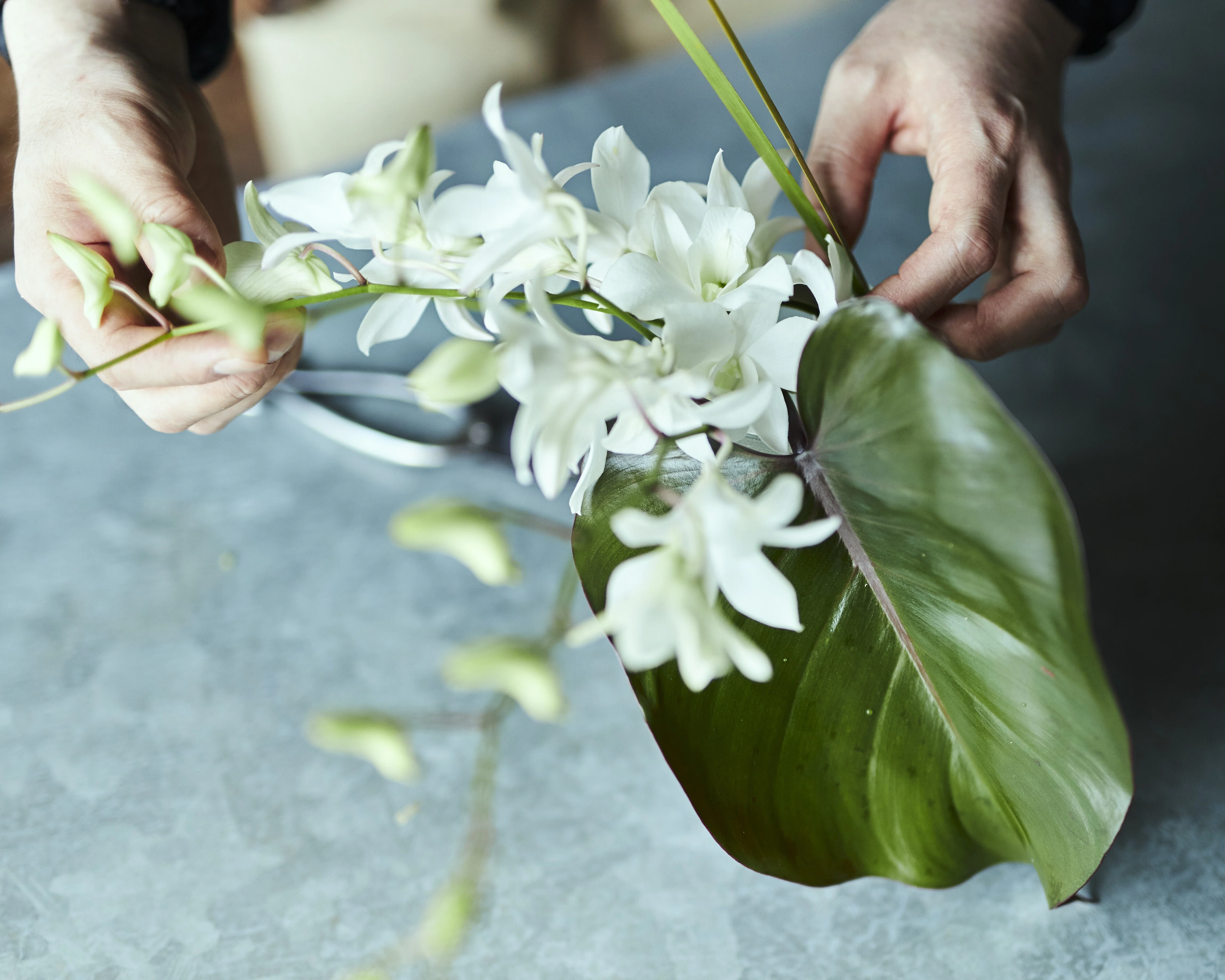 ONE FLOWER ONE GREEN｜ラン × フィロデンドロン｜FLOWER VASE GALLERY