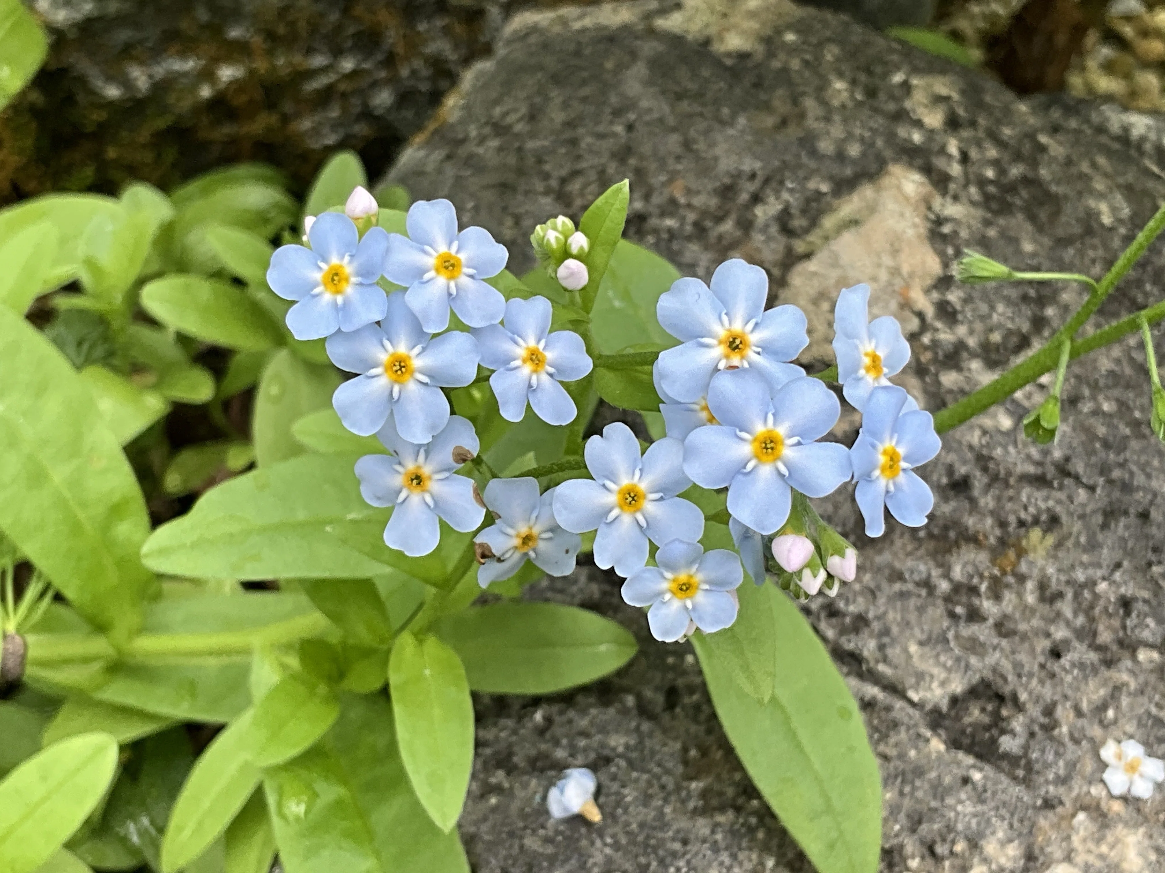 ワスレナグサ（京都府立植物園）：2026年4月24日（金）｜藤井秀昭