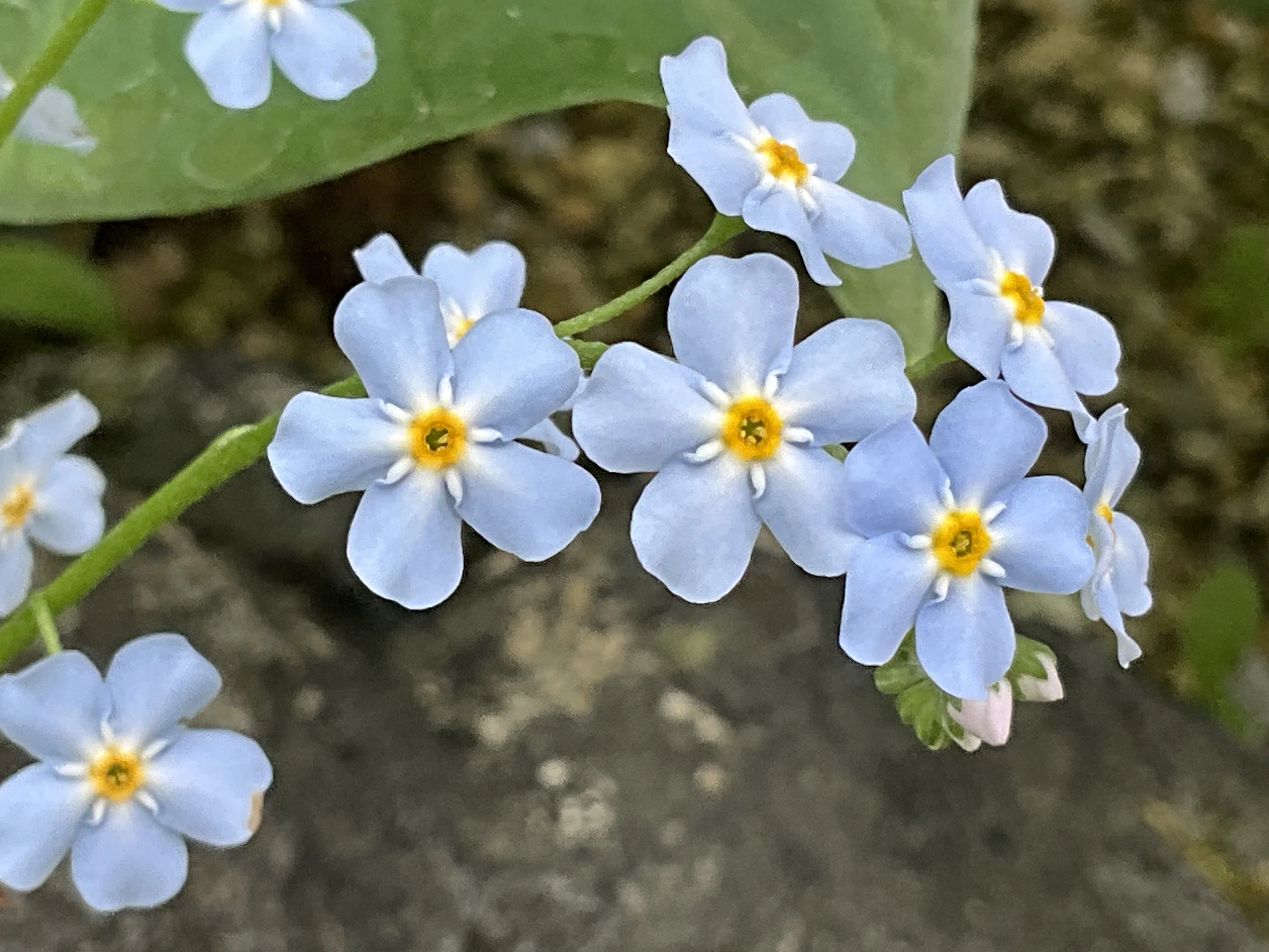 ワスレナグサ（京都府立植物園）：2026年4月24日（金）｜藤井秀昭