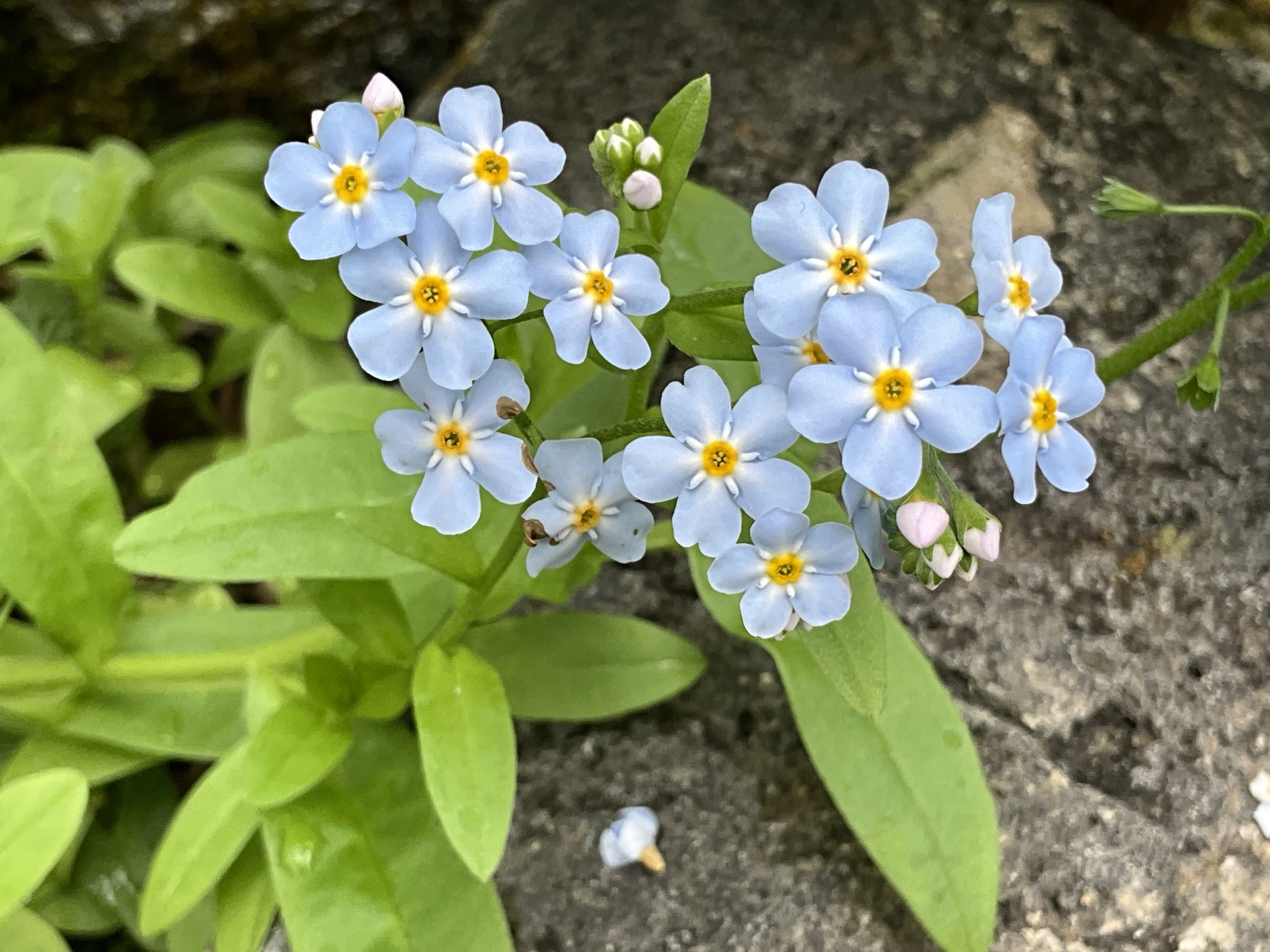 ワスレナグサ（京都府立植物園）：2026年4月24日（金）｜藤井秀昭