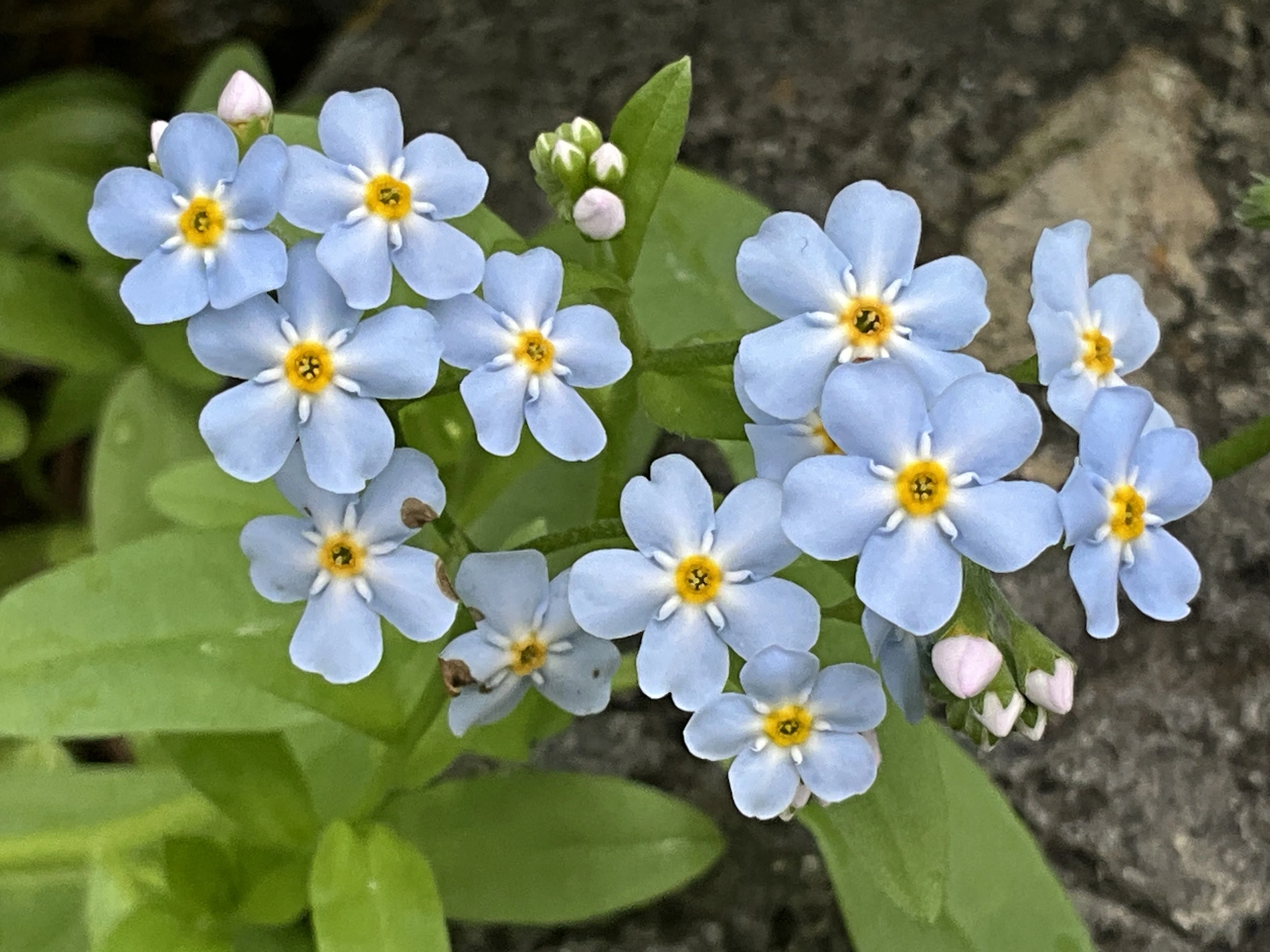 ワスレナグサ（京都府立植物園）：2026年4月24日（金）｜藤井秀昭