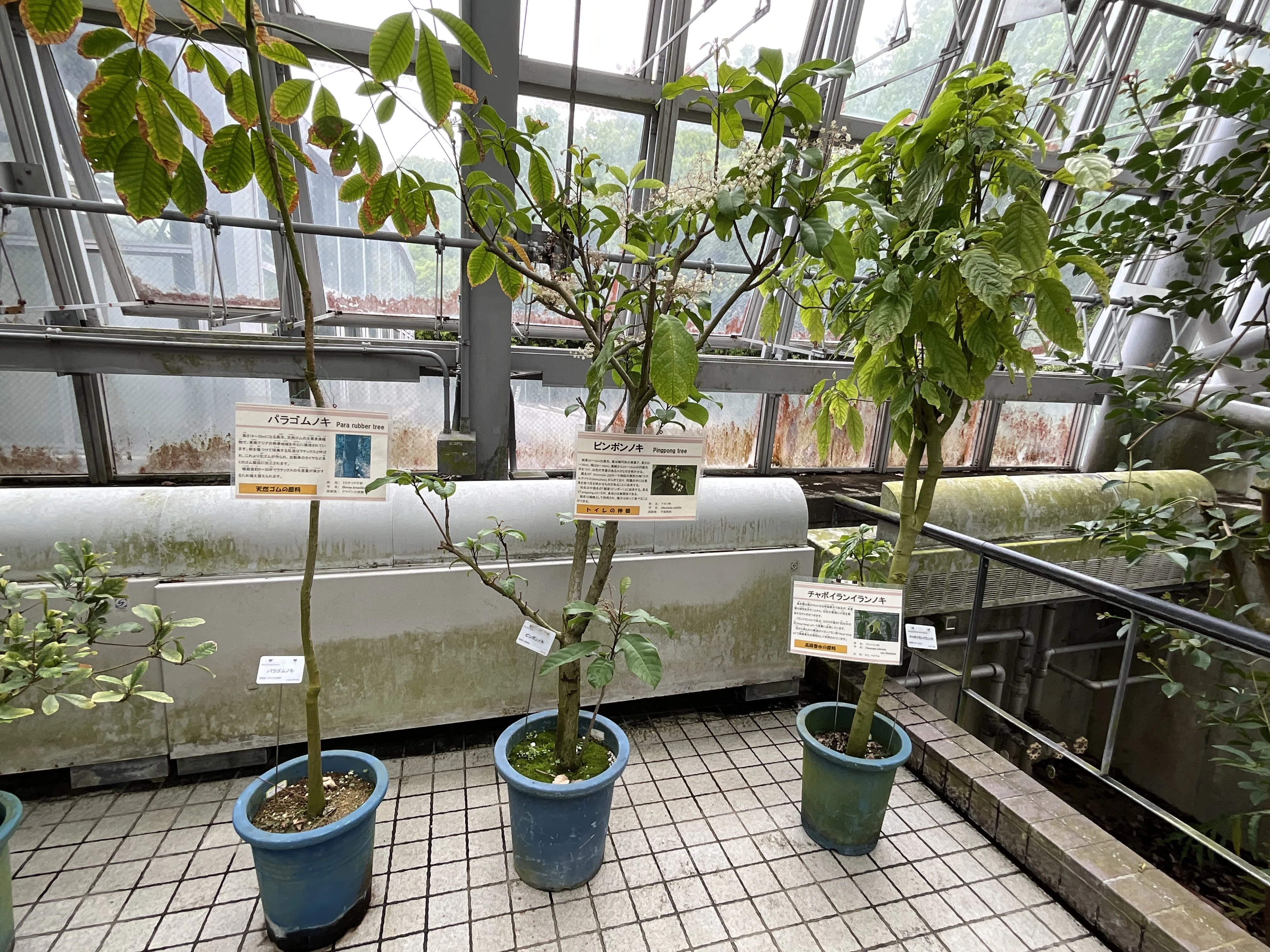 ピンポンノキ（続編）（京都府立植物園）：2026年4月24日（金）｜藤井