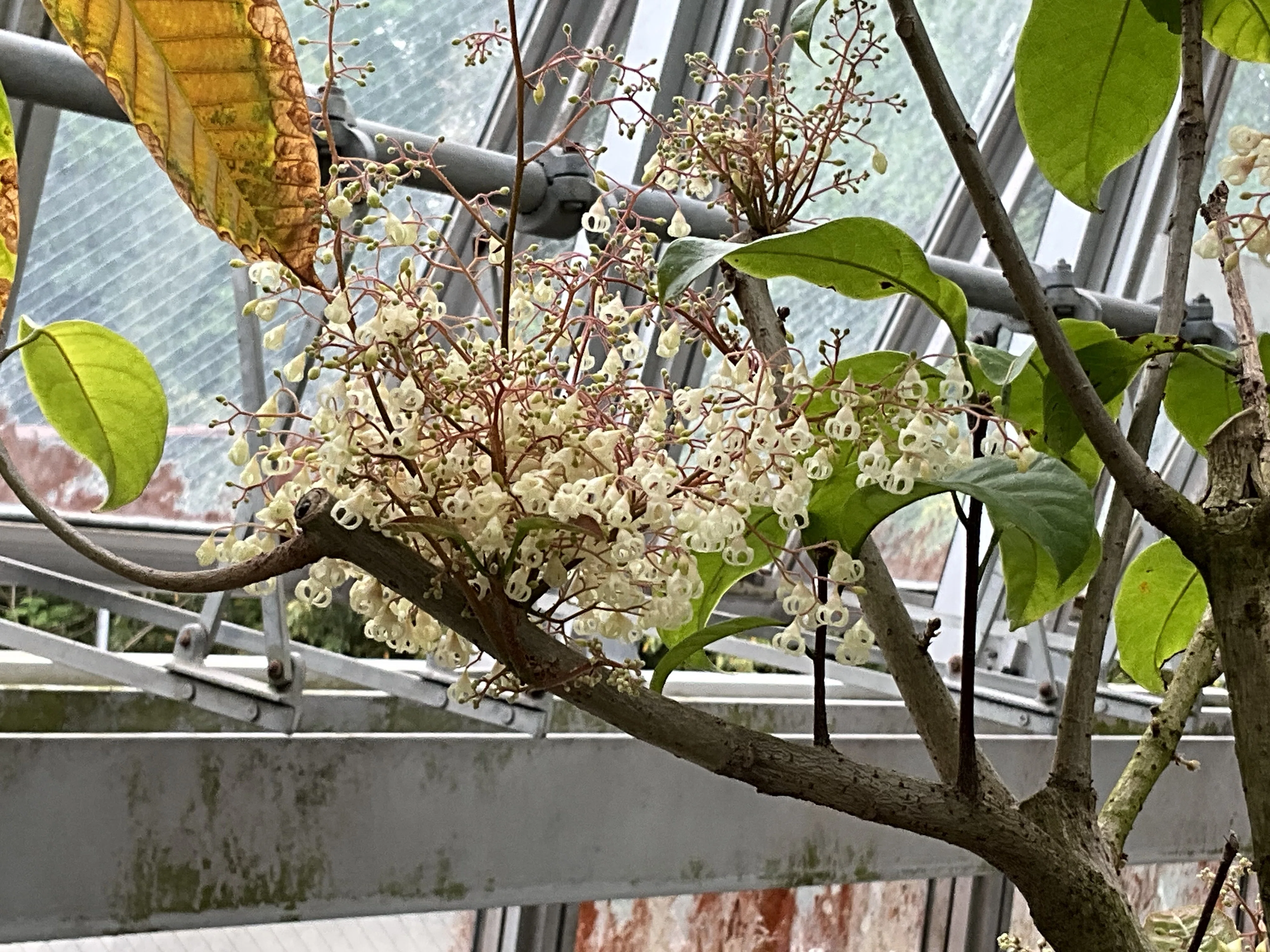 ピンポンノキ（続編）（京都府立植物園）：2026年4月24日（金）｜藤井