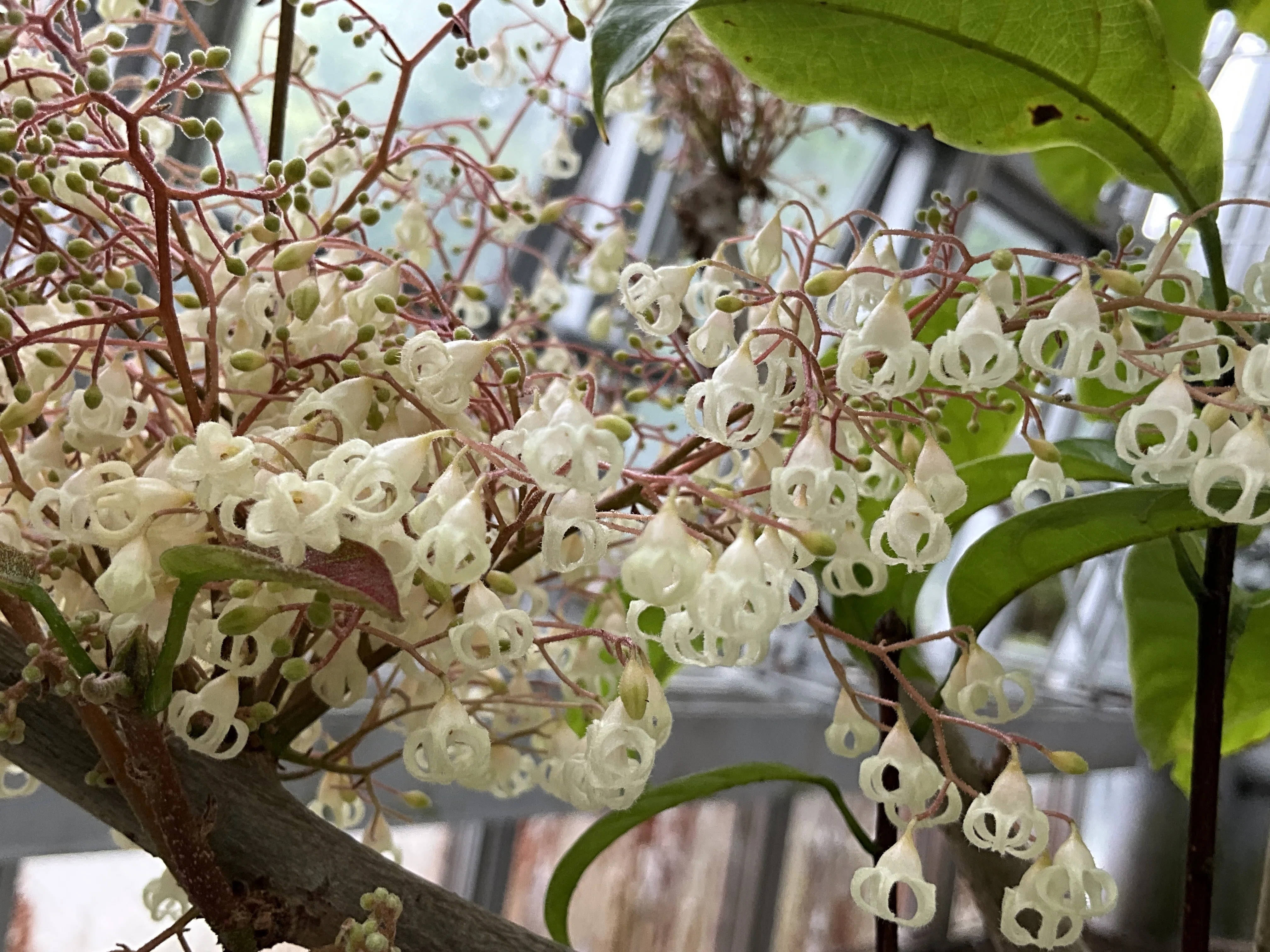 ピンポンノキ（続編）（京都府立植物園）：2026年4月24日（金）｜藤井