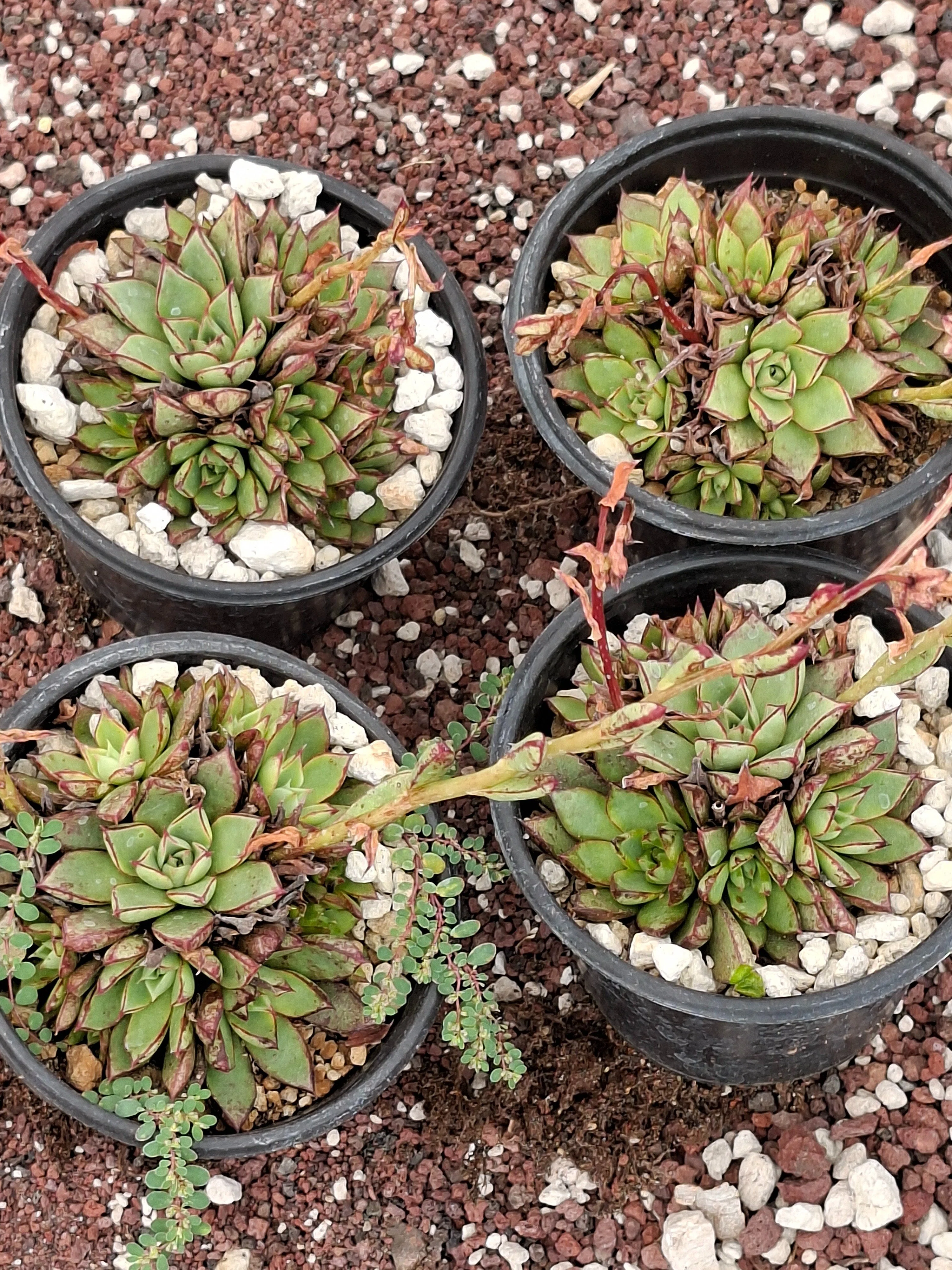 2026.1/30】オアハカ州原産の新種エケベリア「Echeveria
