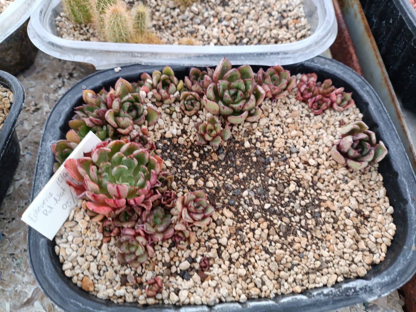 2026.1/30】オアハカ州原産の新種エケベリア「Echeveria