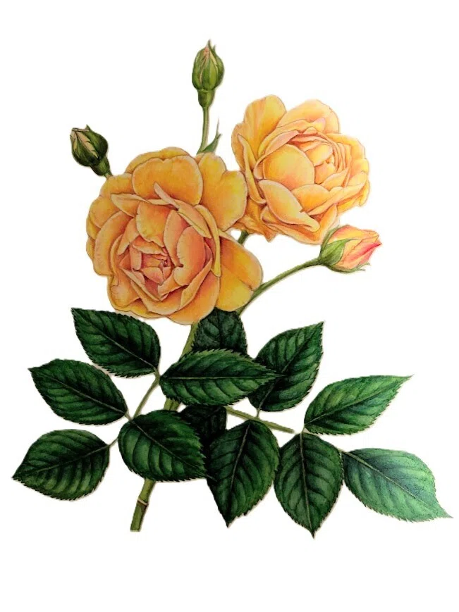 植物画・ボタニカルアート】薔薇はやっぱり美しい①黄色のバラ｜かりあ