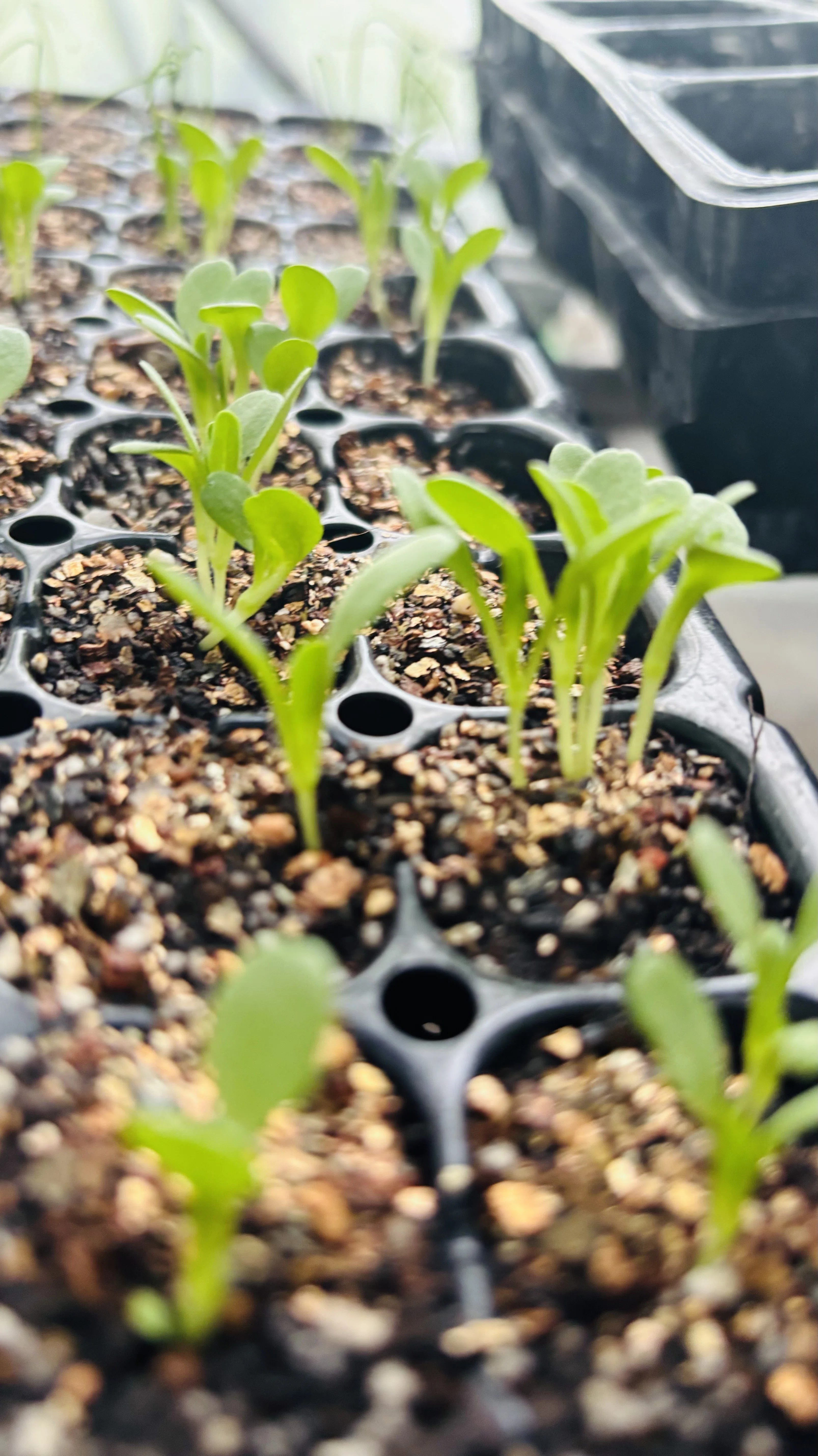 The Third Sowing: Days Spent Watching Sprouts in the Spring