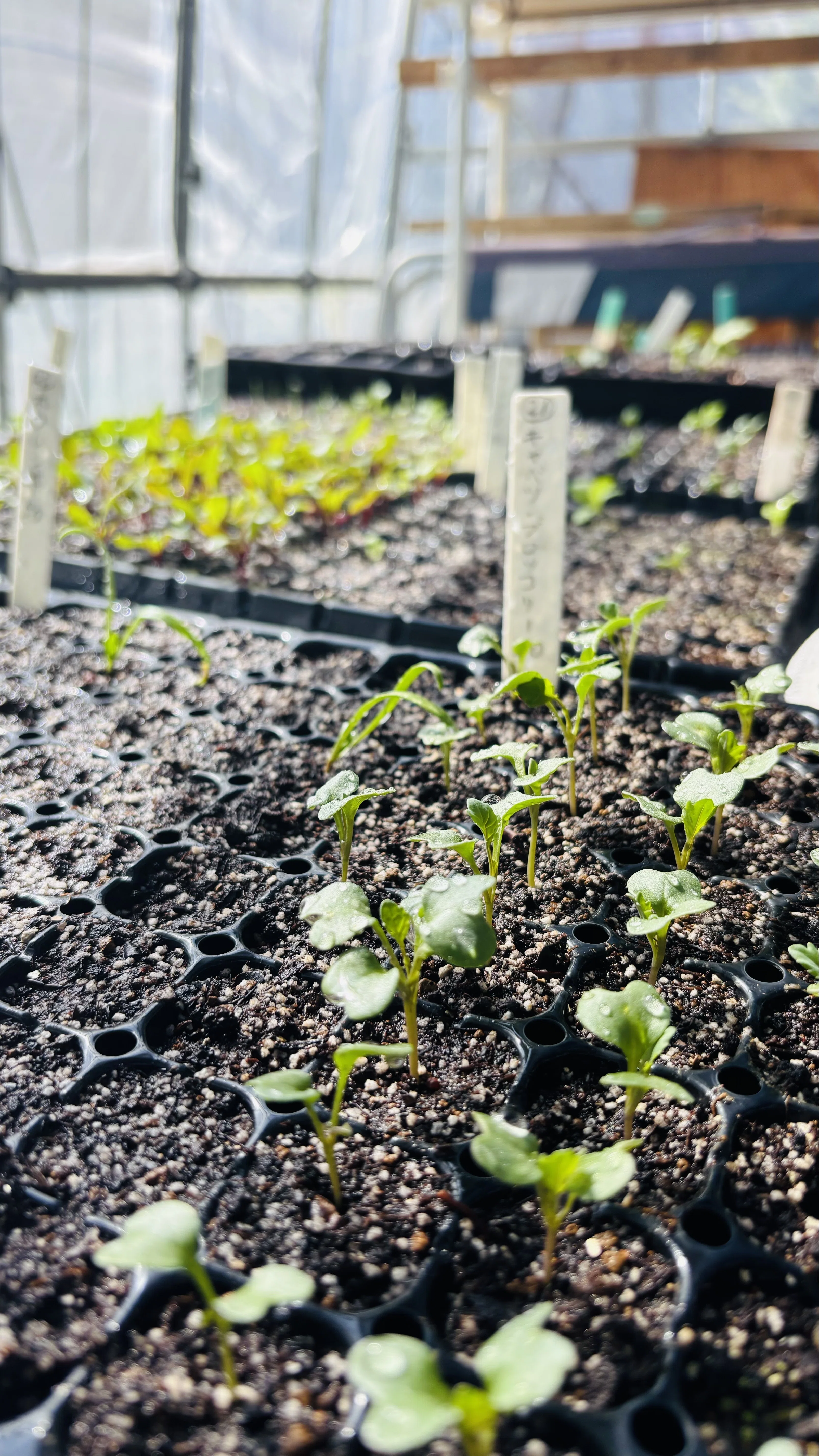 The Third Sowing: Days Spent Watching Sprouts in the Spring