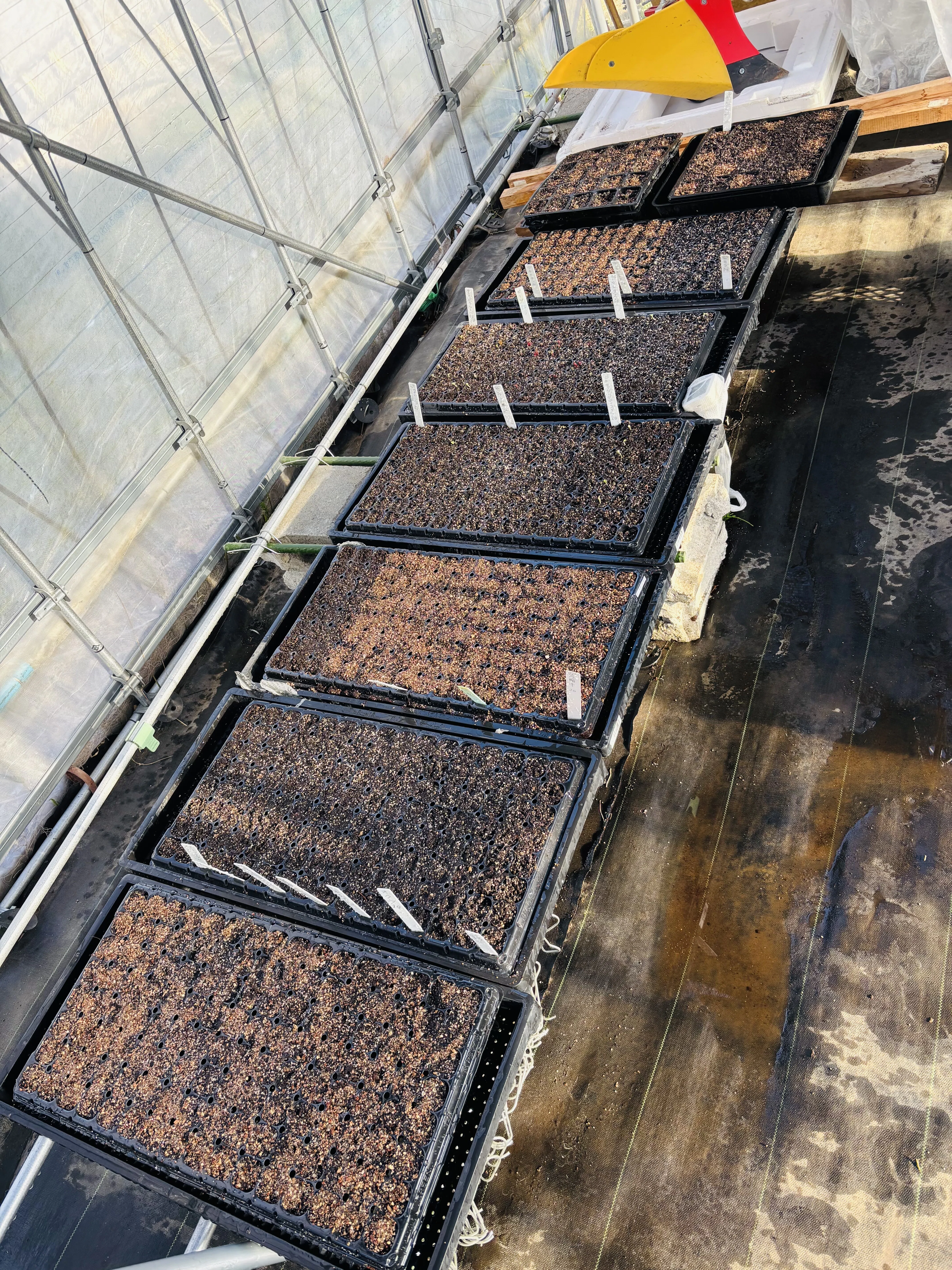 The Third Sowing: Days Spent Watching Sprouts in the Spring