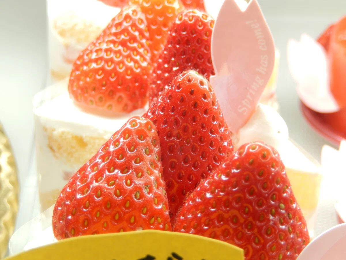 「モコンさんの庭」資料写真アルバム：Materials-32【イーチファンペストリーEACH FAN PASTRY】今はもうありませんがまた ...