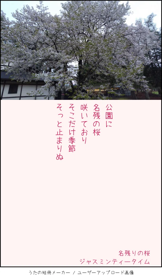 短歌】#805 名残の桜｜ジャスミンティータイム
