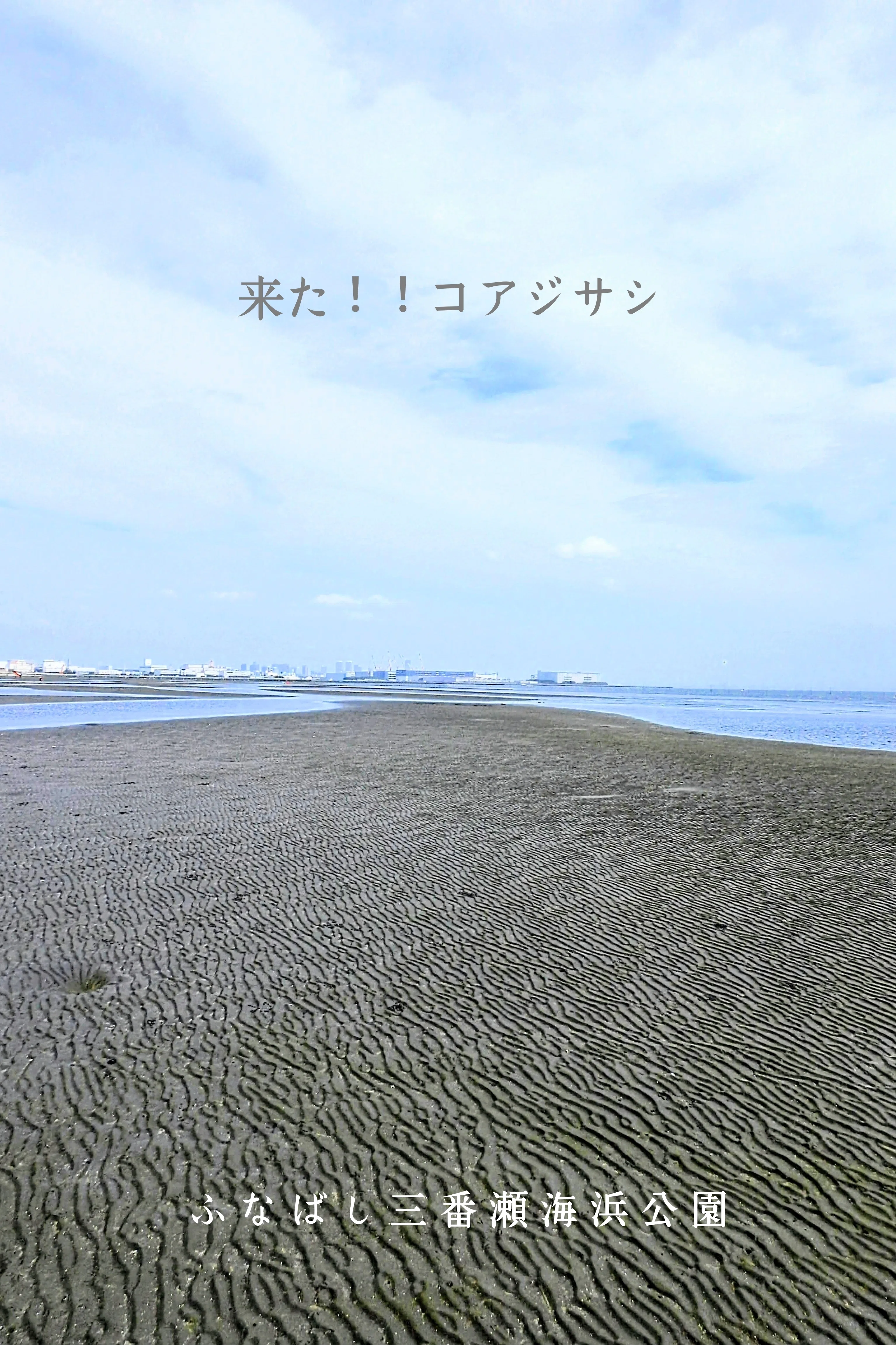 【海ページ】でございます。 野鳥たちのいる風景 2026.04.22 wed. 千葉県船橋市−後編。｜michio