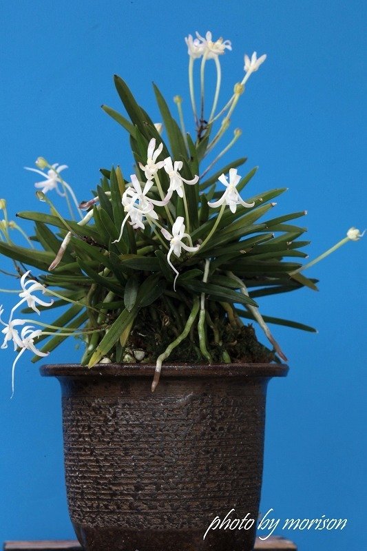 富貴蘭「天晶」の花（過去の画像倉庫から）｜KJ Morison
