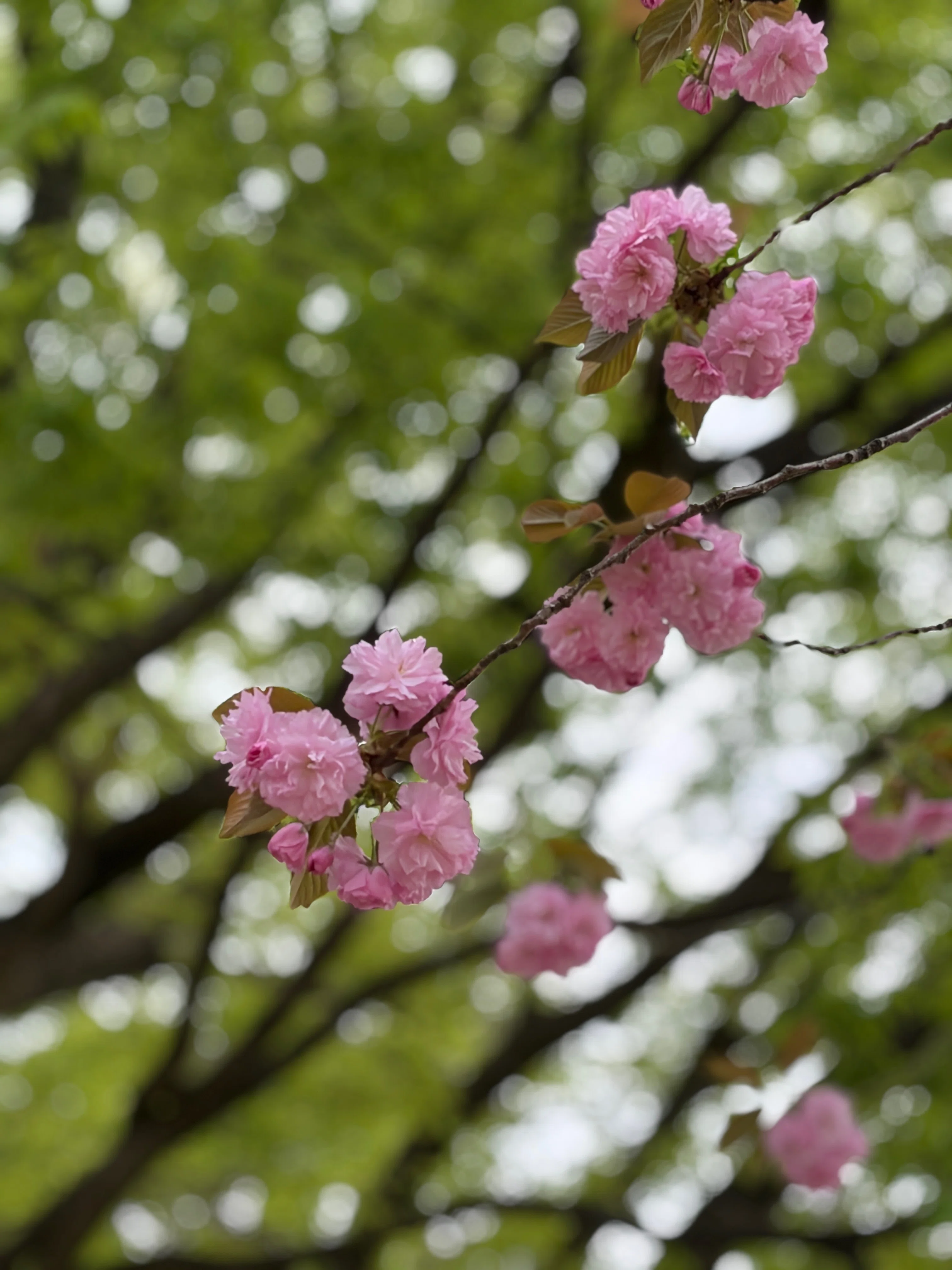 金沢・桜・八重桜・緑の桜｜Tomoko (つゆつき)