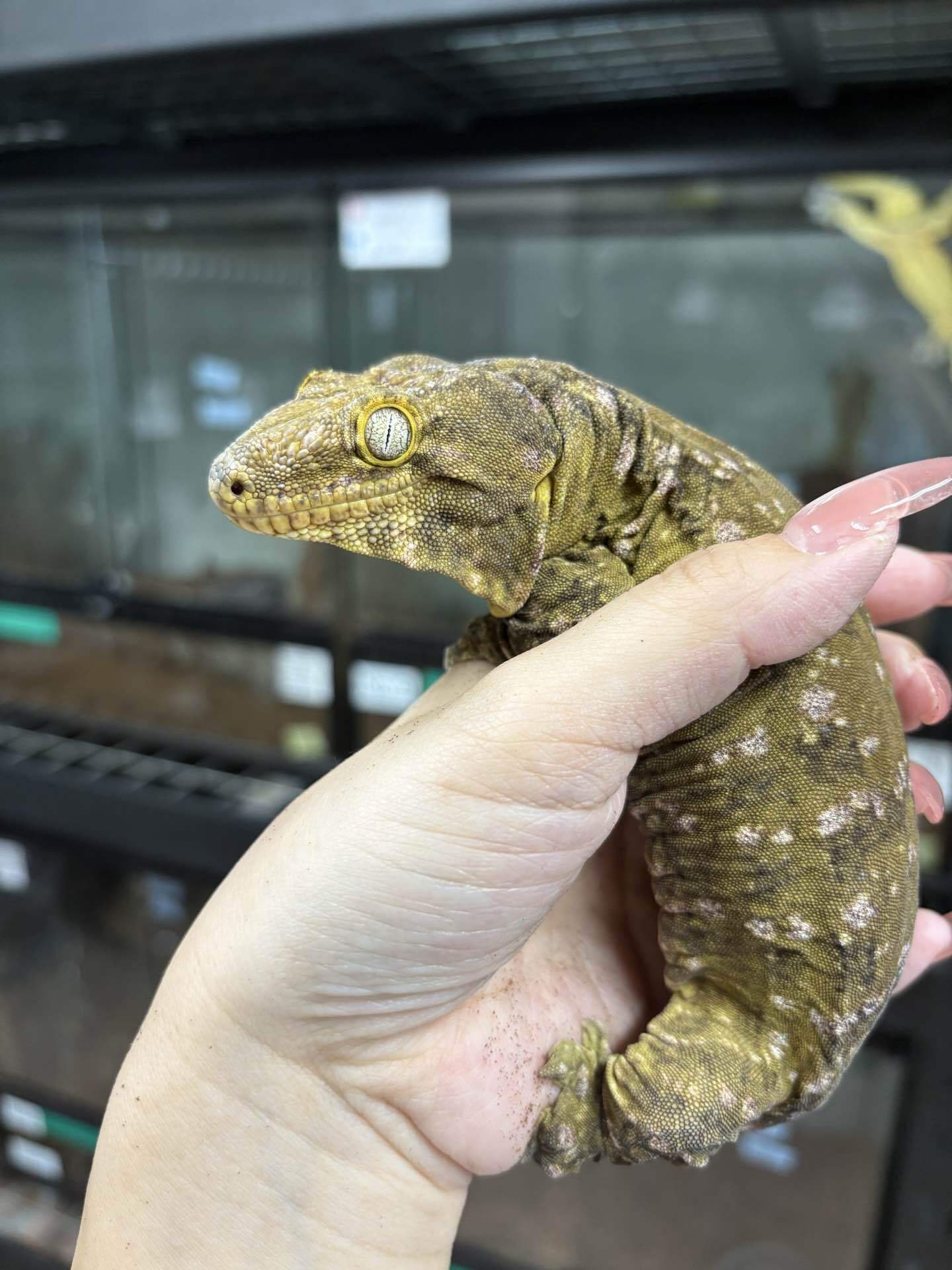 ジャイゲコクロス個体クイズ｜Nan店長のGecko Room